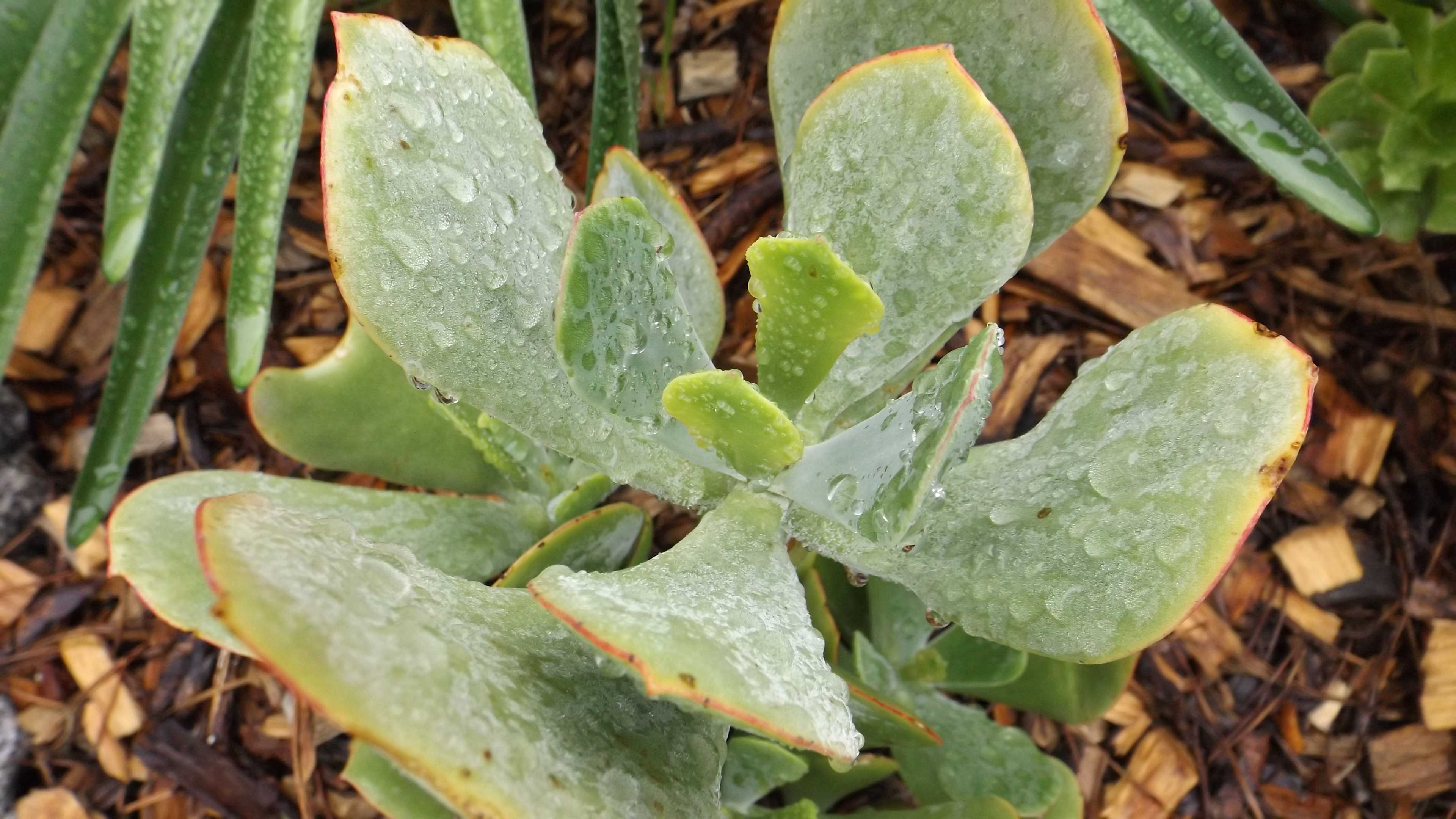 Ranch Blooms