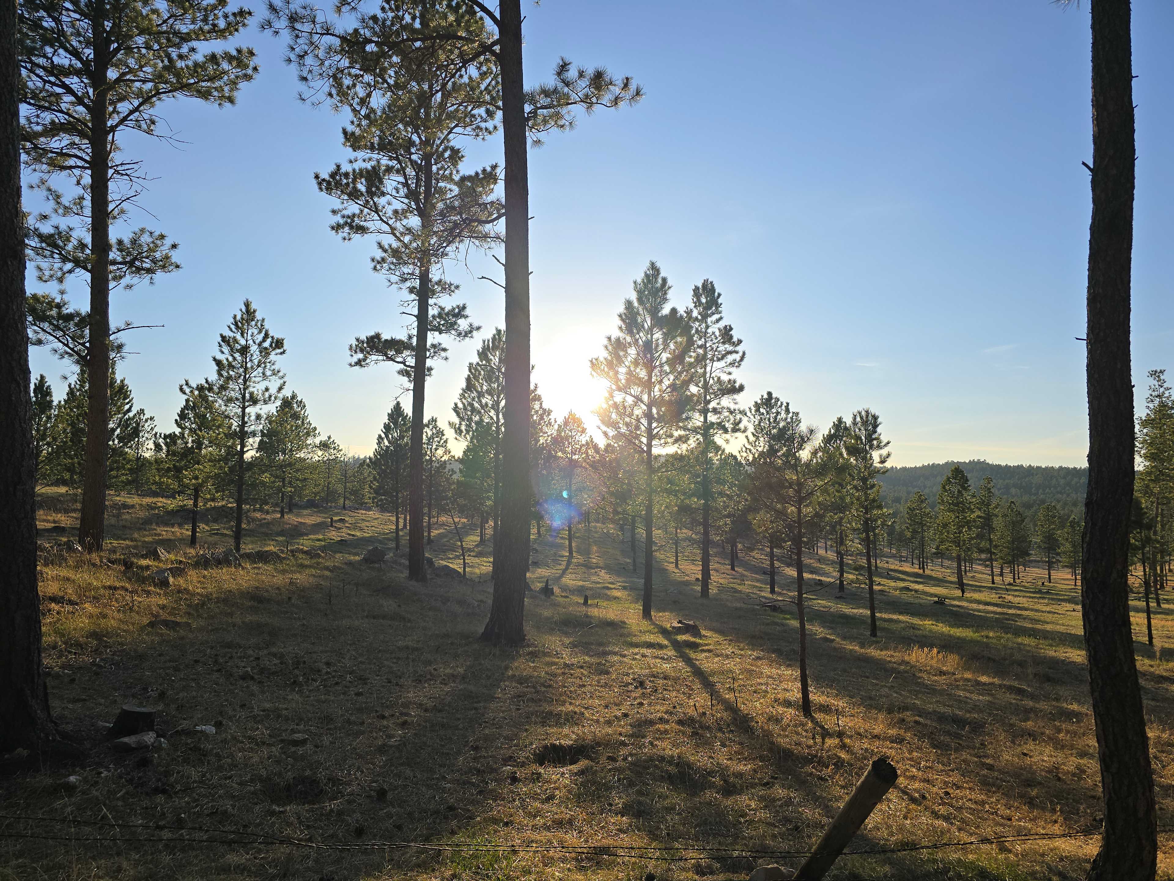 Tent camping near a pine forest