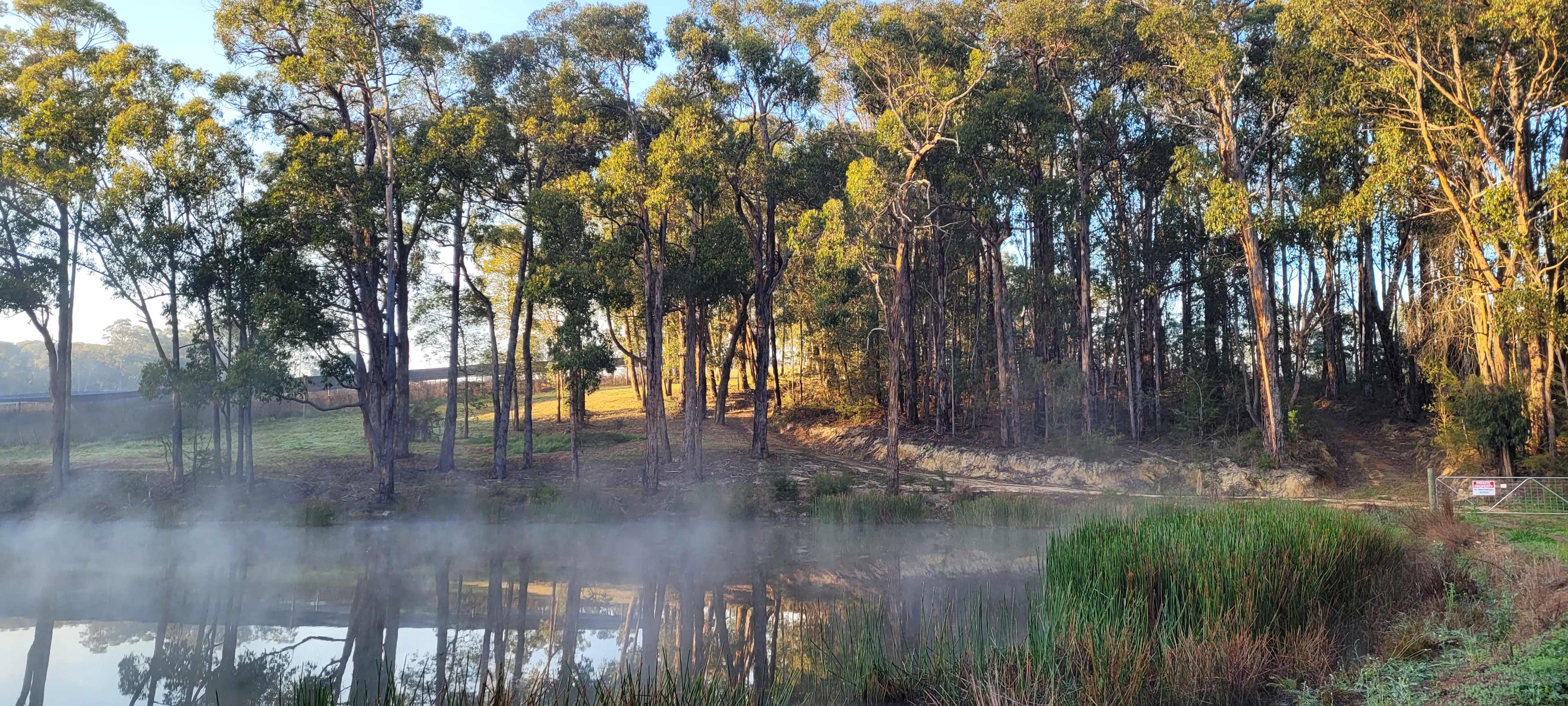 Morning mist at Platypus 