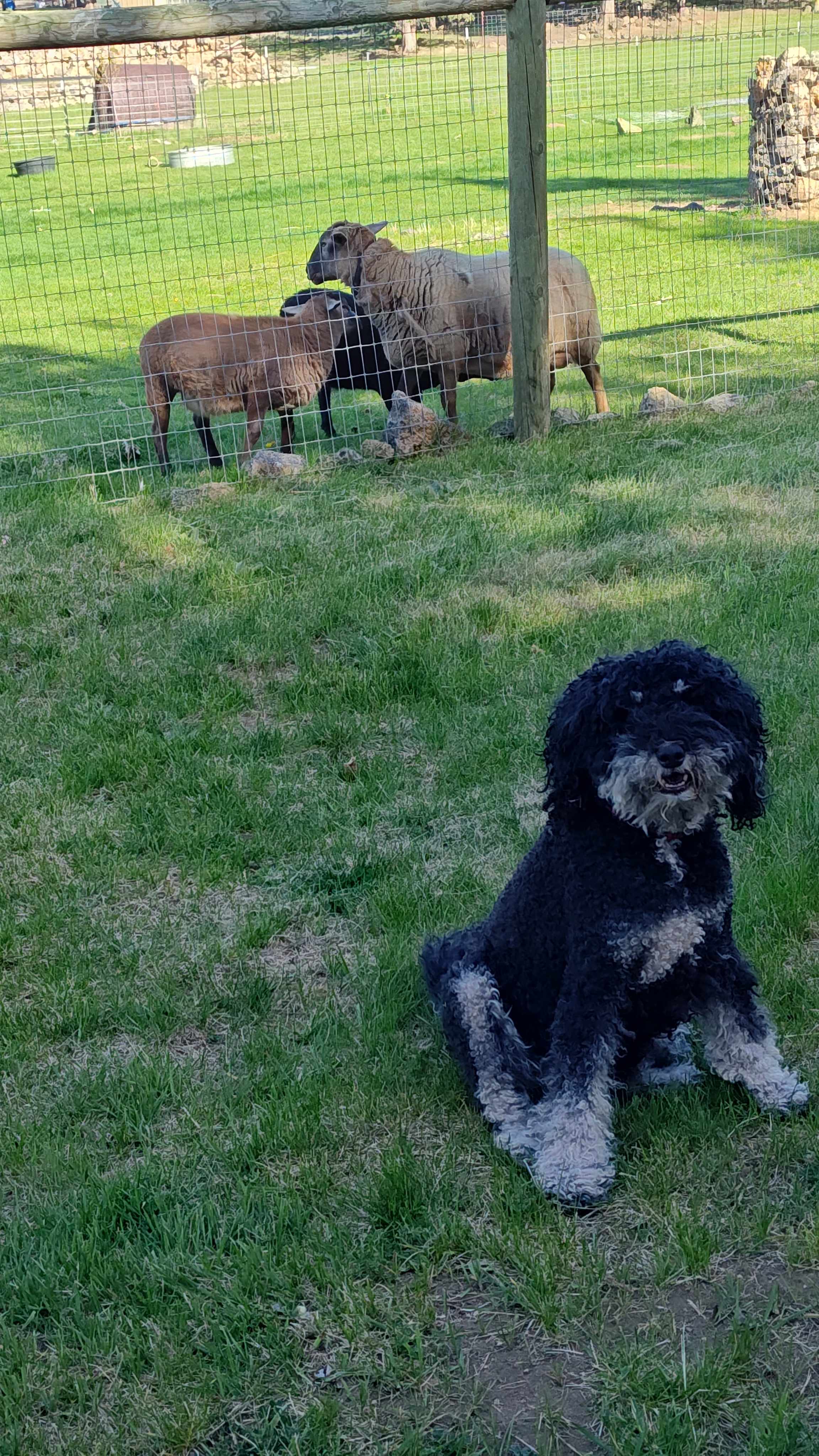 Champ had a great time, too!