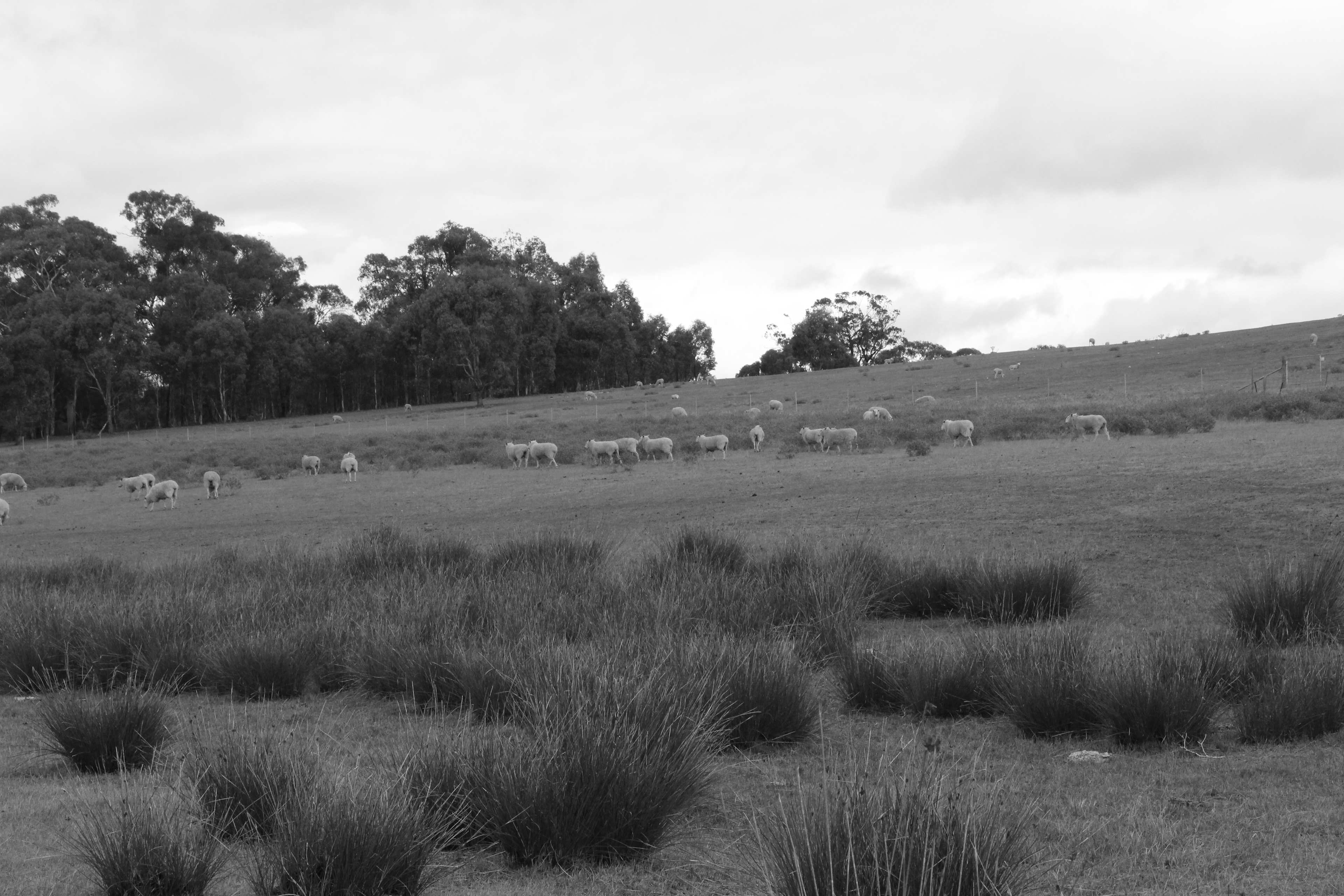 Rodborough Vale
