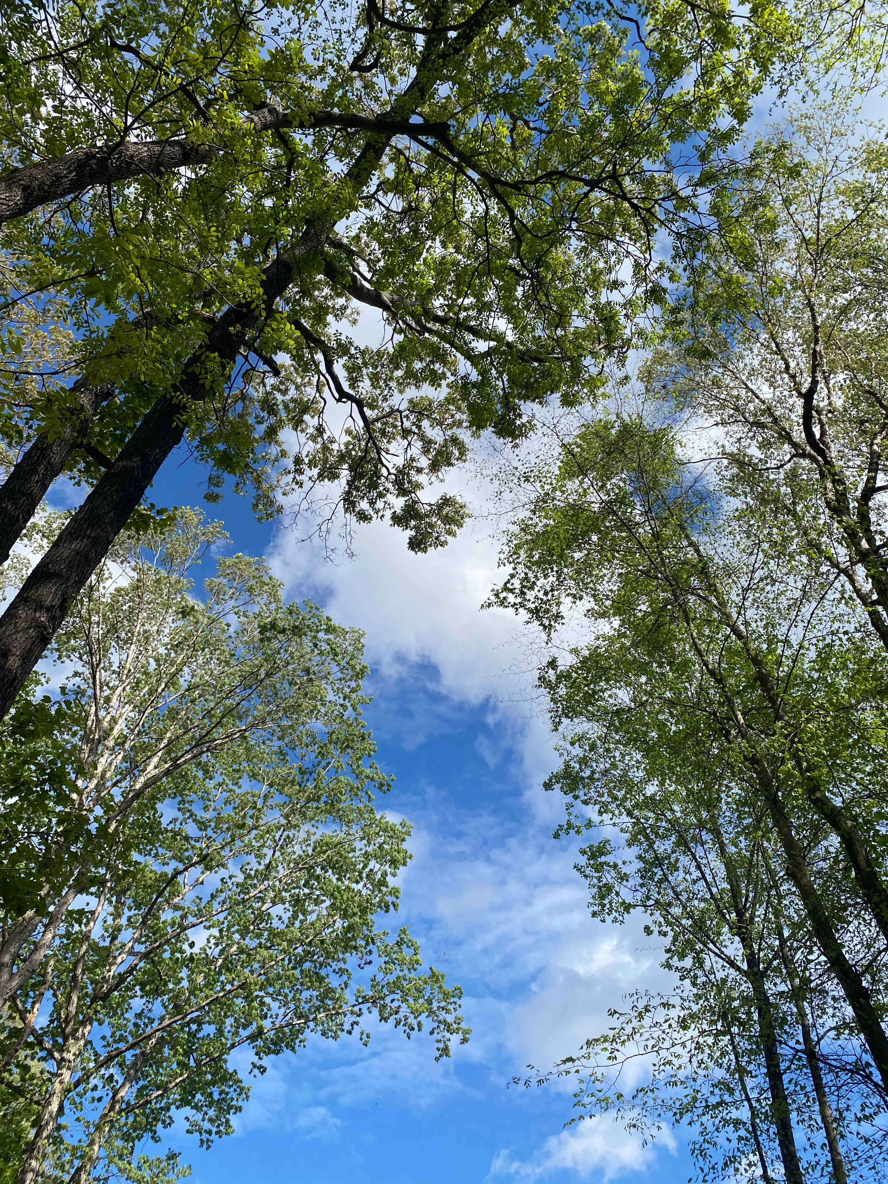 Willow Oak 1