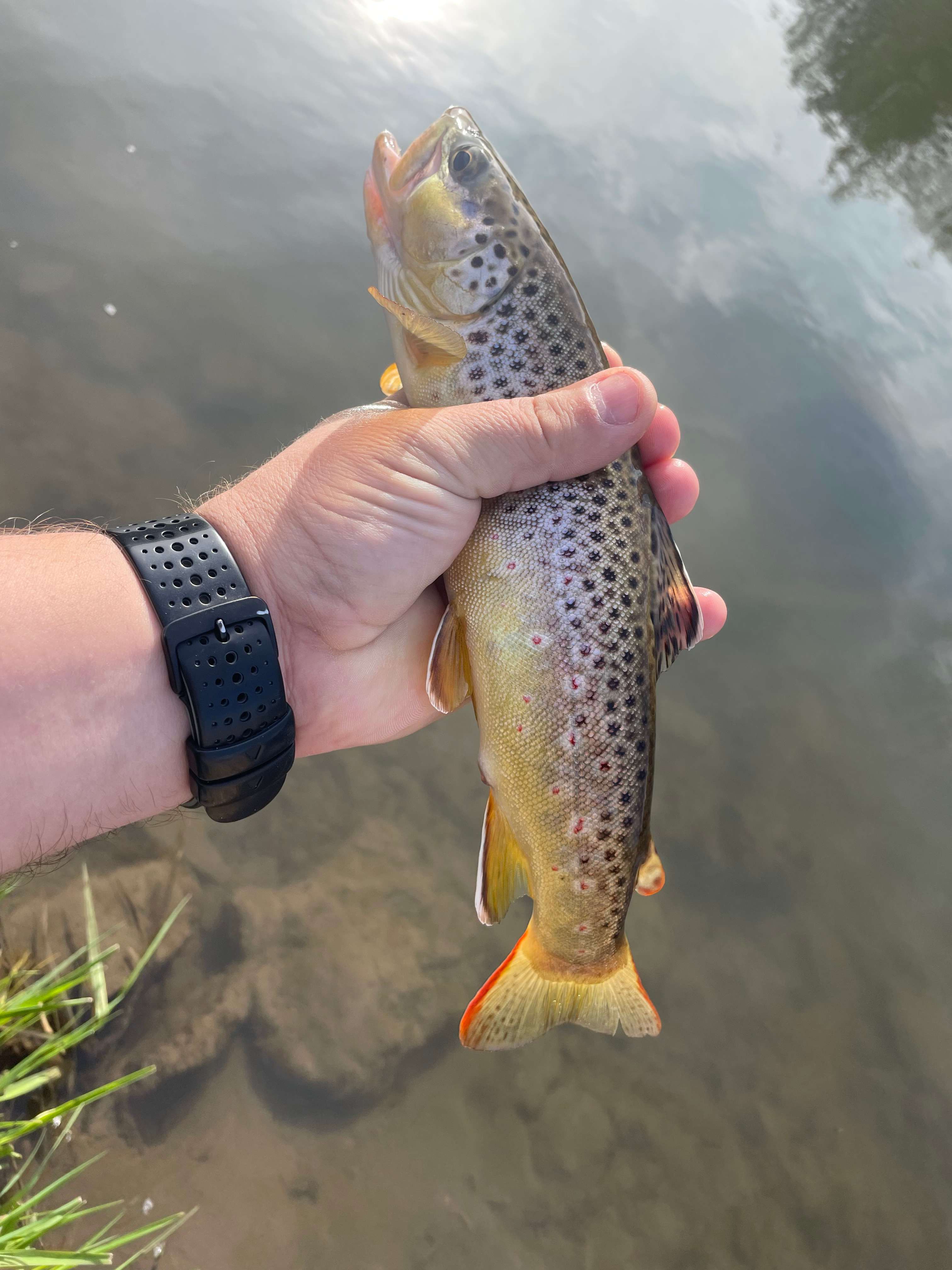 Plenty of fish