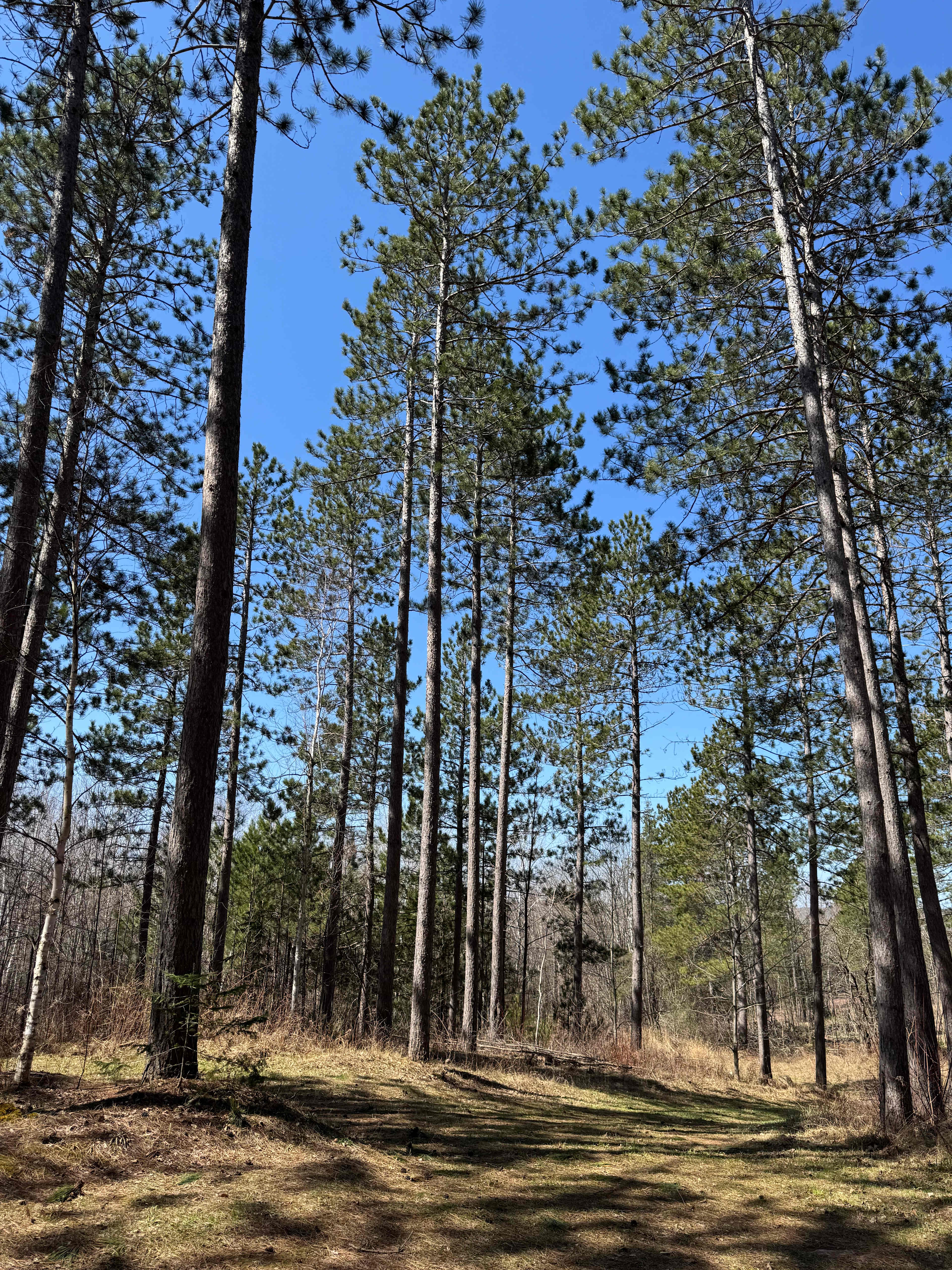 Haugen Road Campground