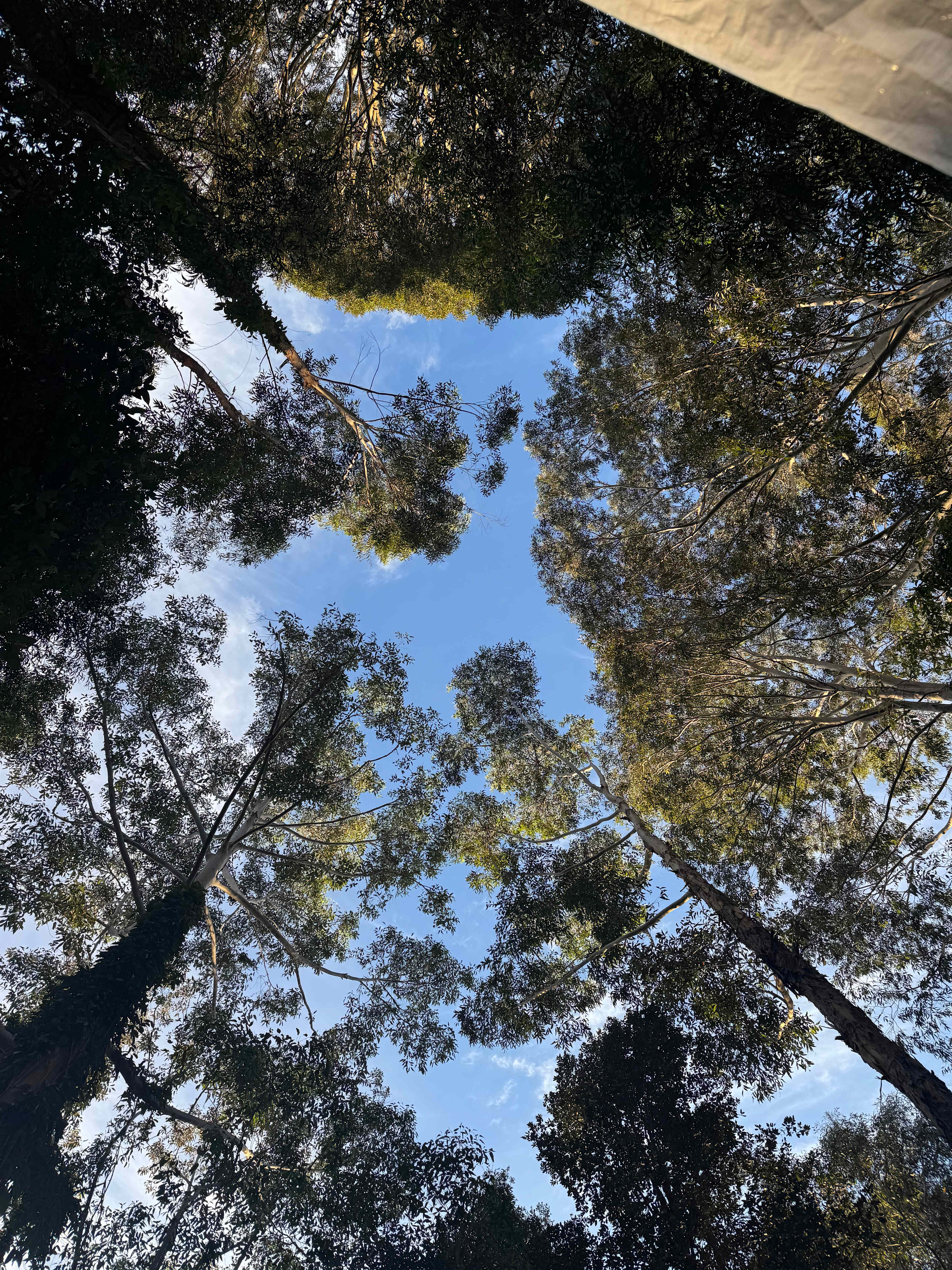 Falls Forest