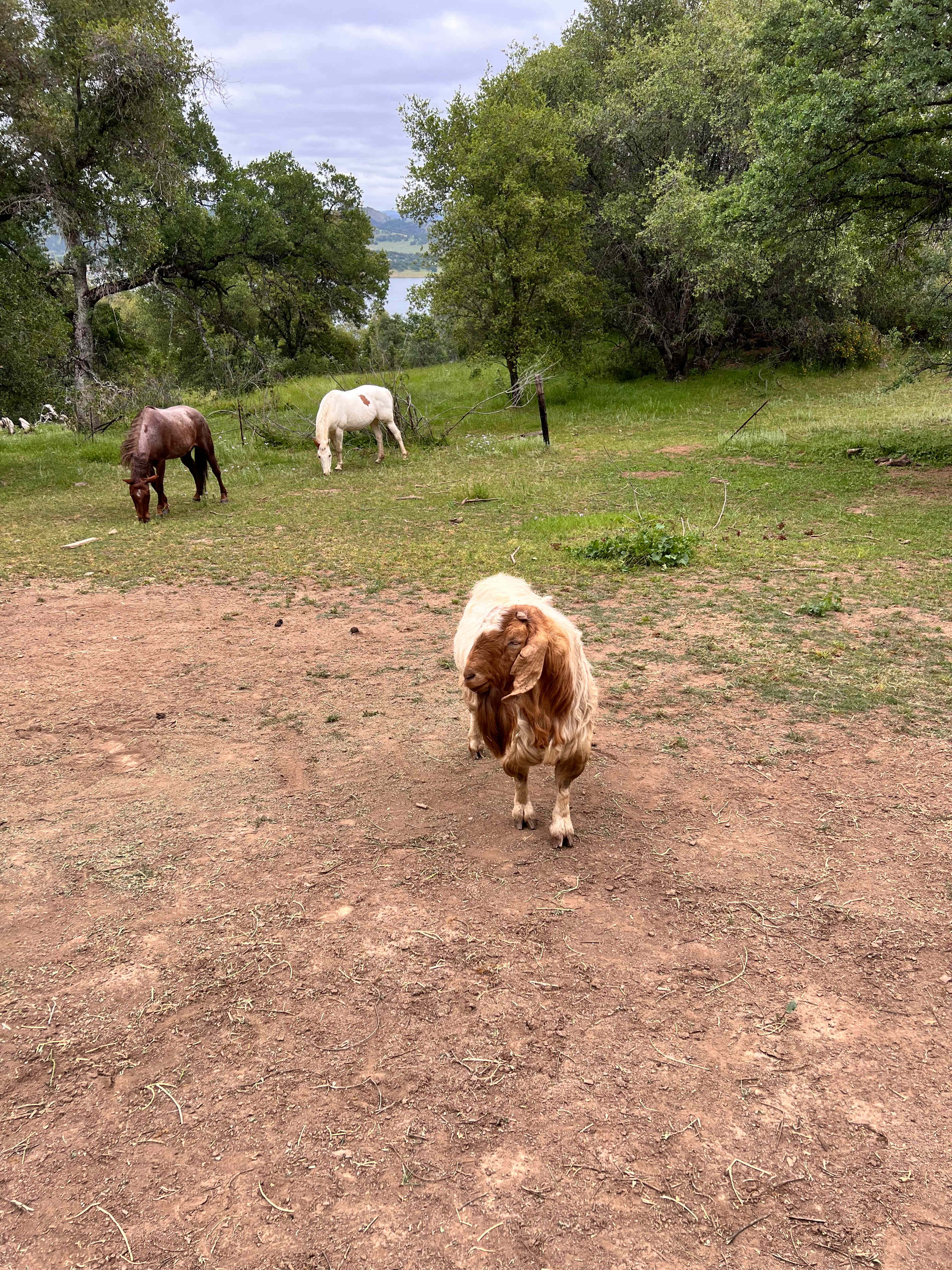 Friendly goat and horses 