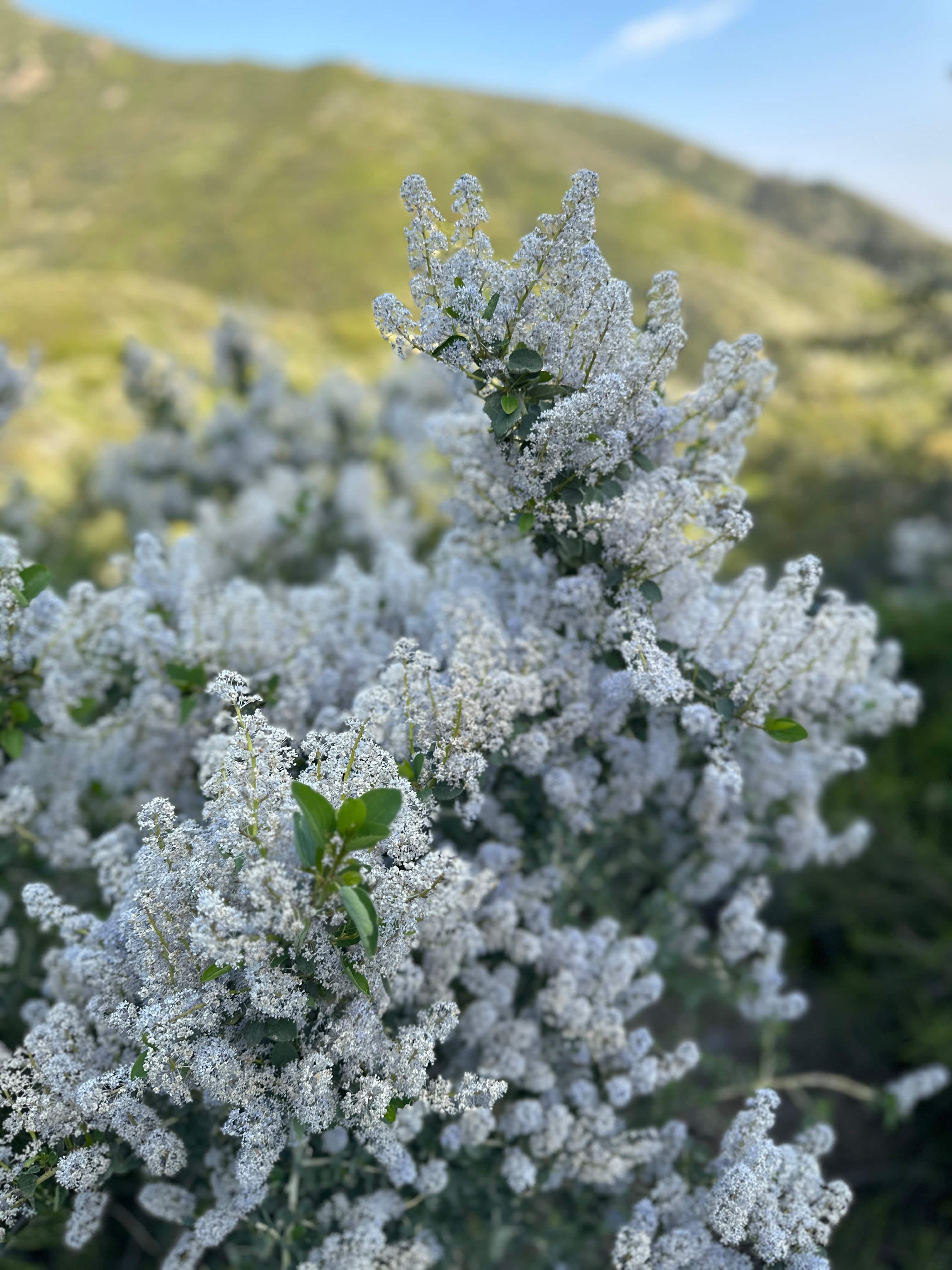 The aroma of wild lilac was a treat. 