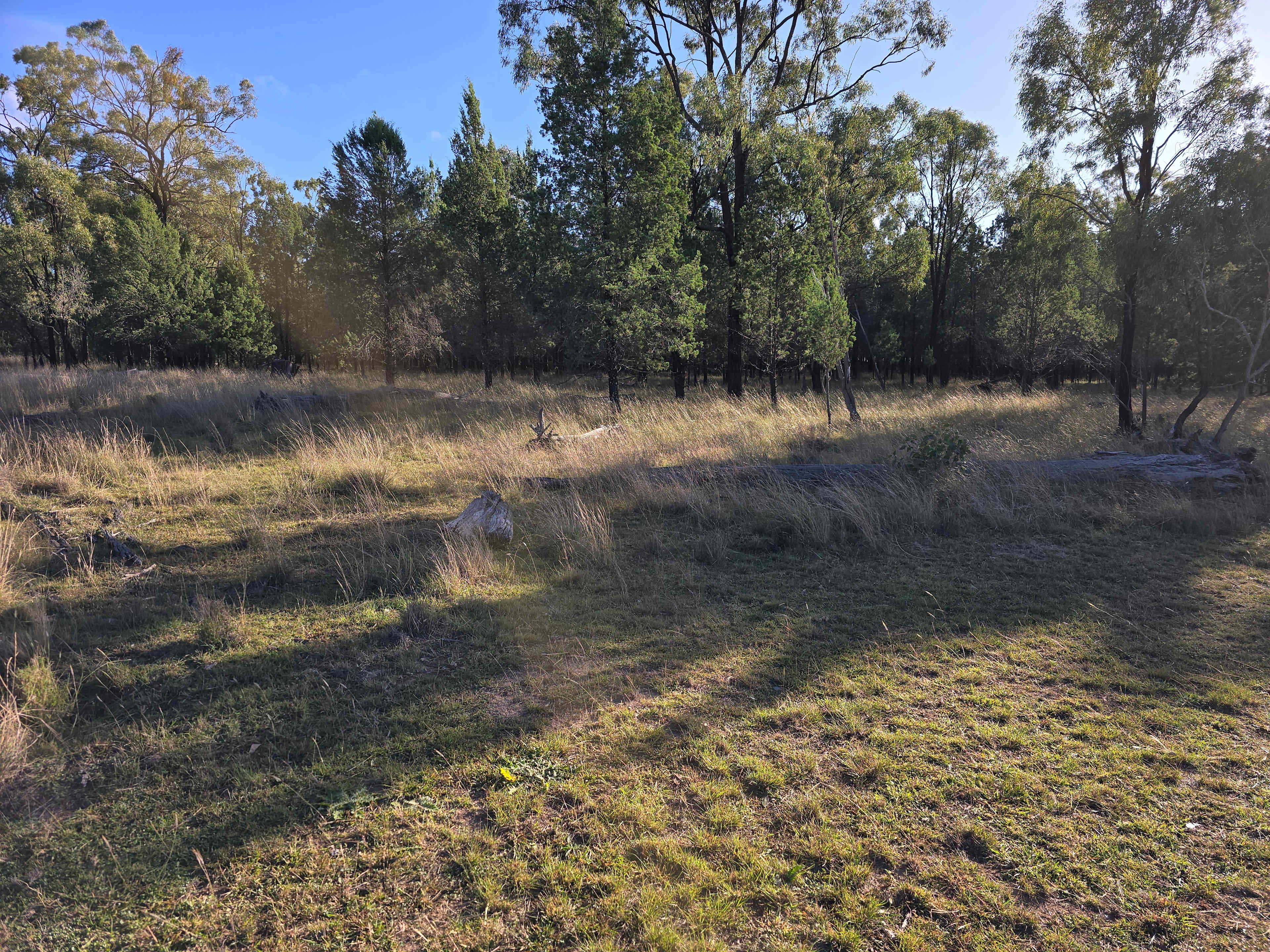 Quite cozy bush close to well maintained camping spot