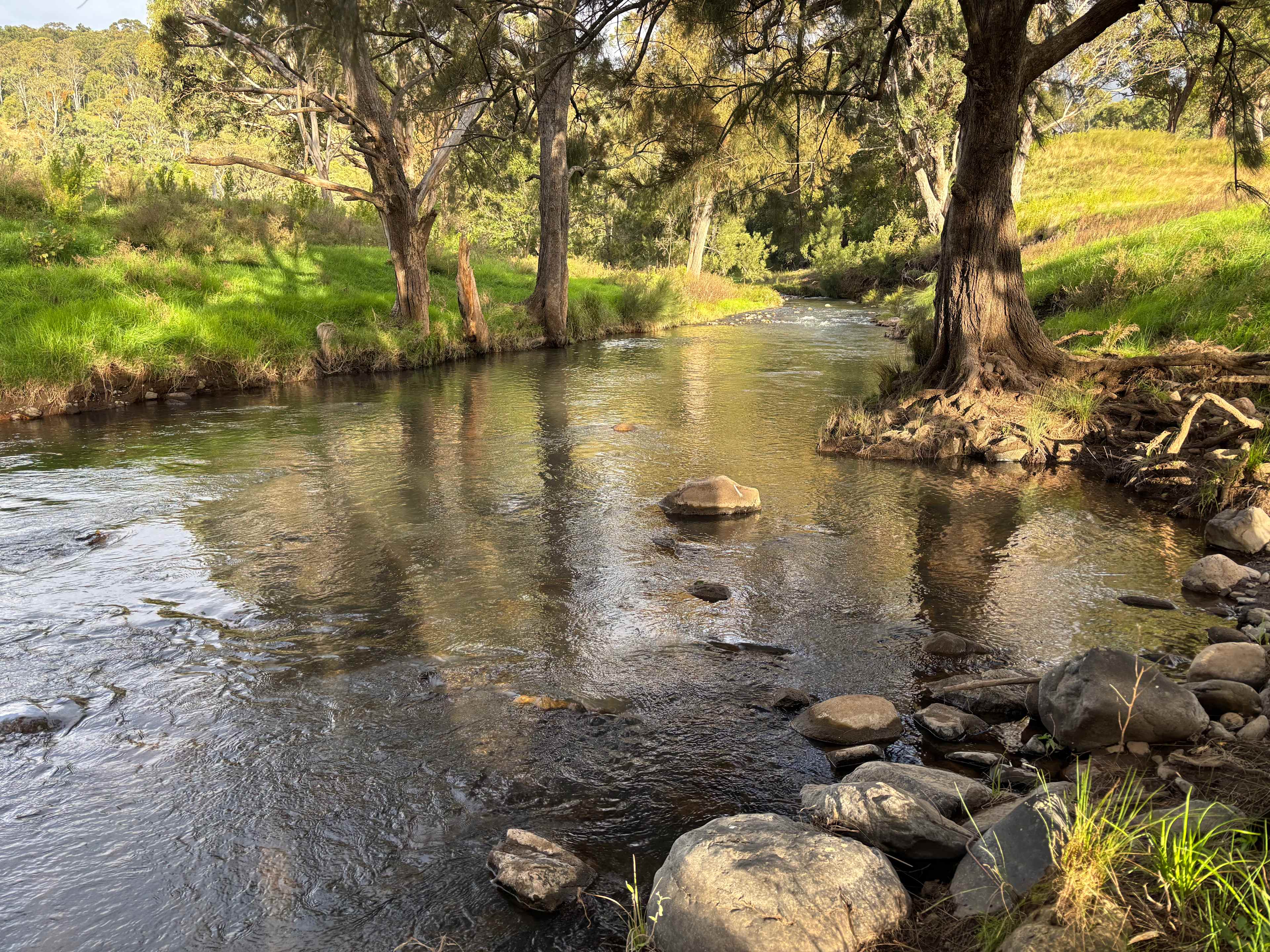 Listening to the running river and bell birds is magical. 