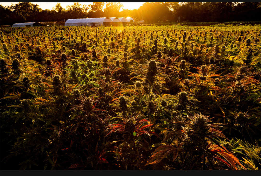 The Growing Family Collective Farm