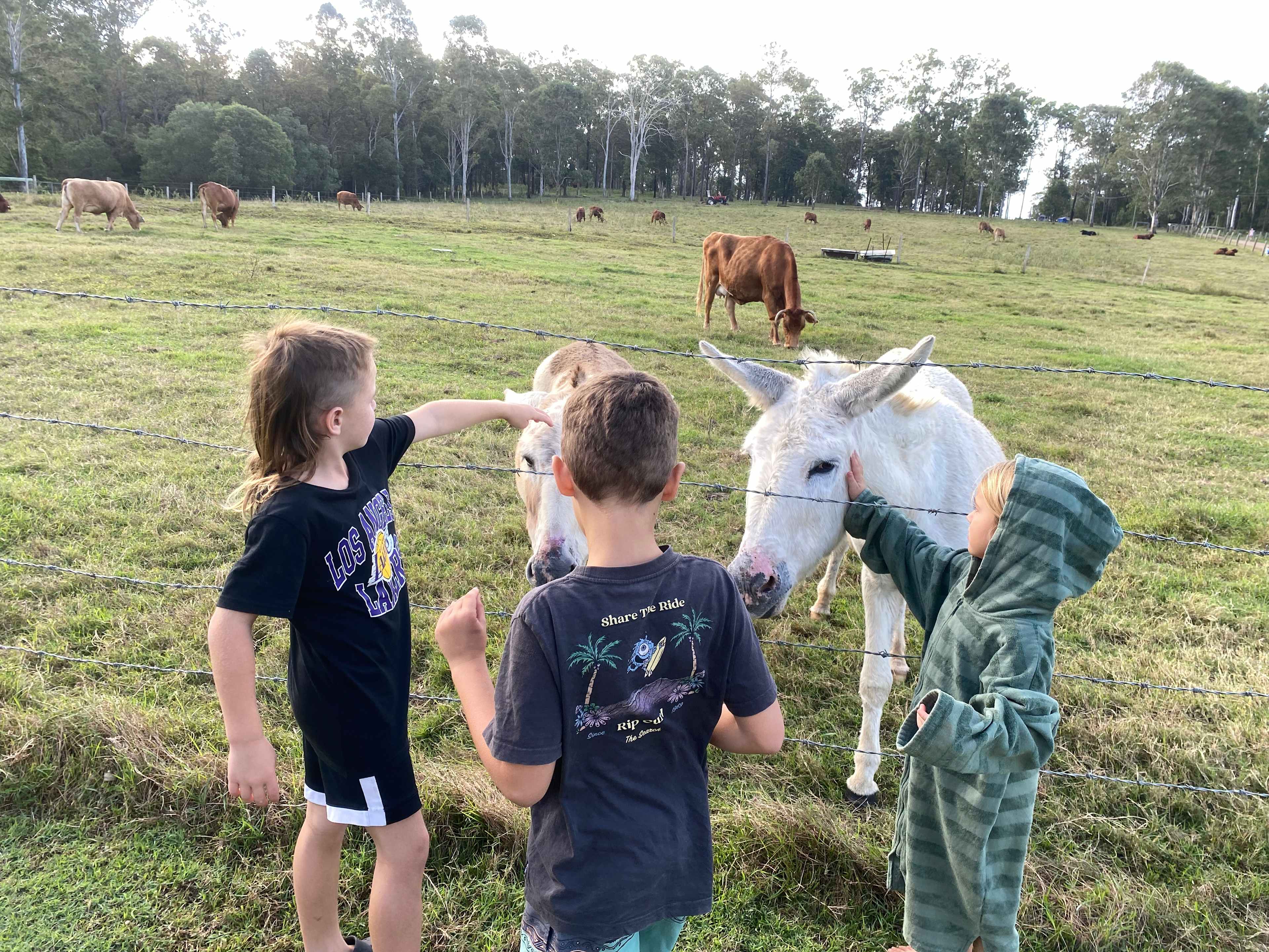 River Run Farm Camping