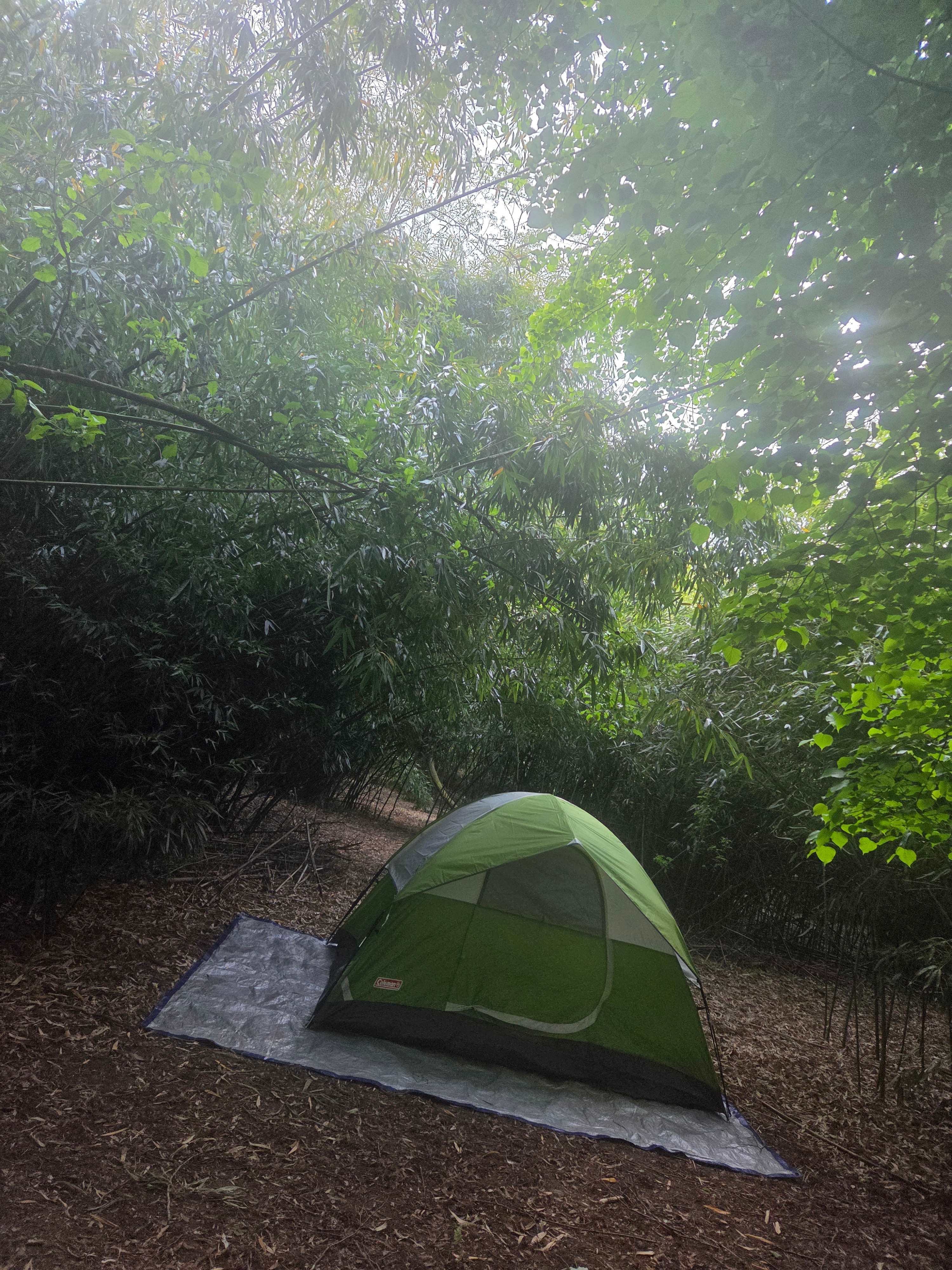 Bamboo Forest Campsite