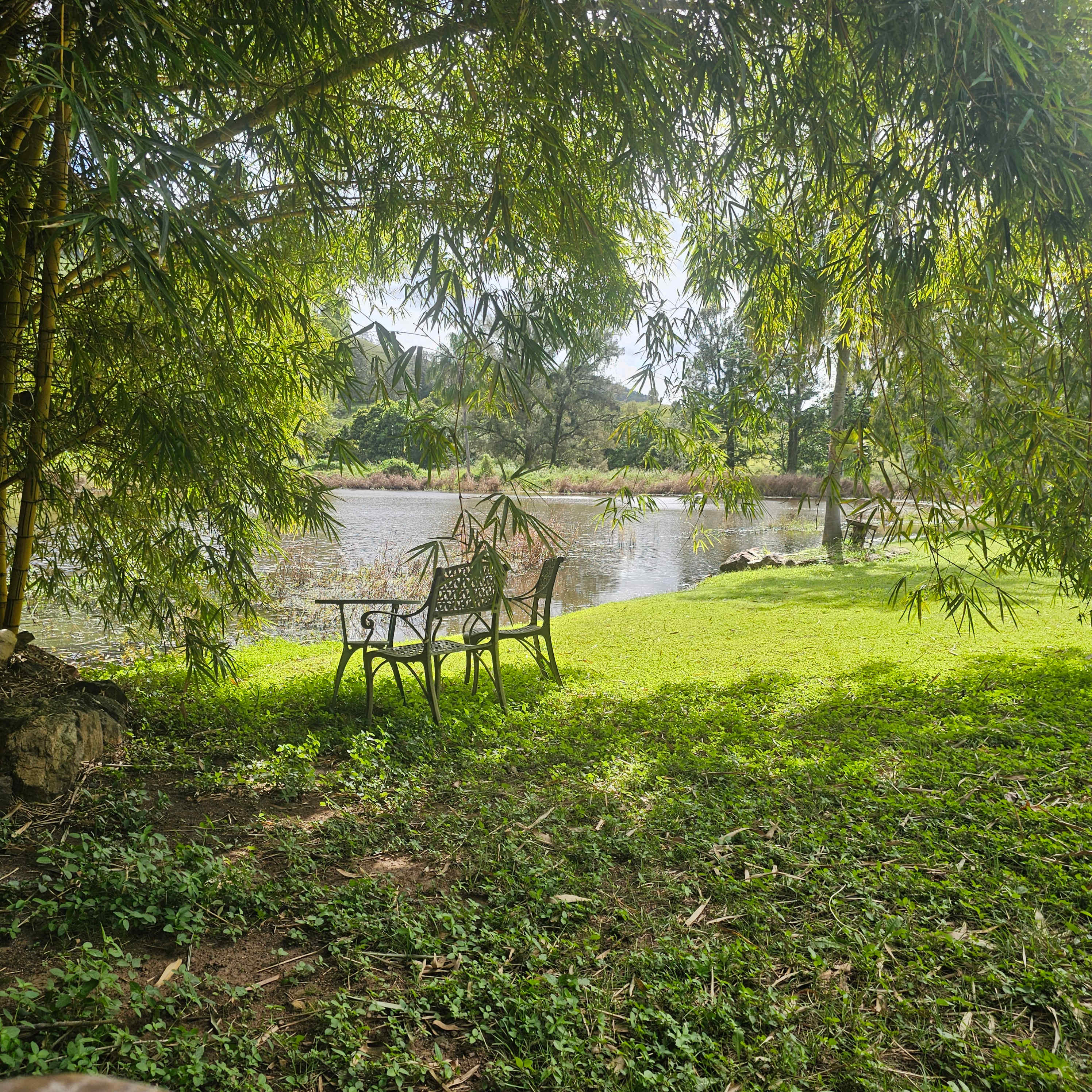 Bunya Grove