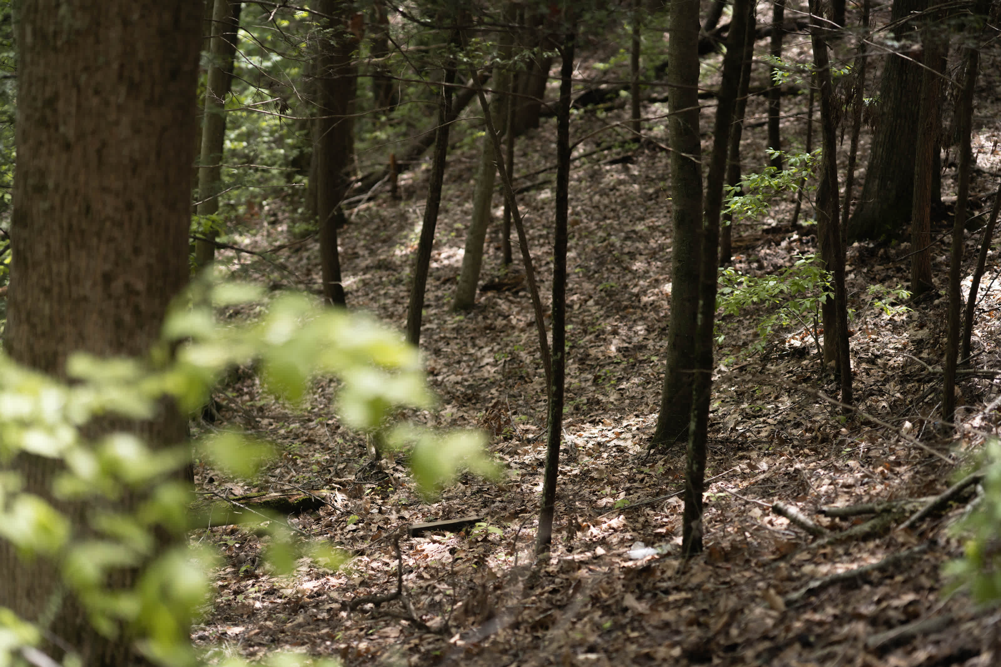 Enjoy roaming our acre of forest. 