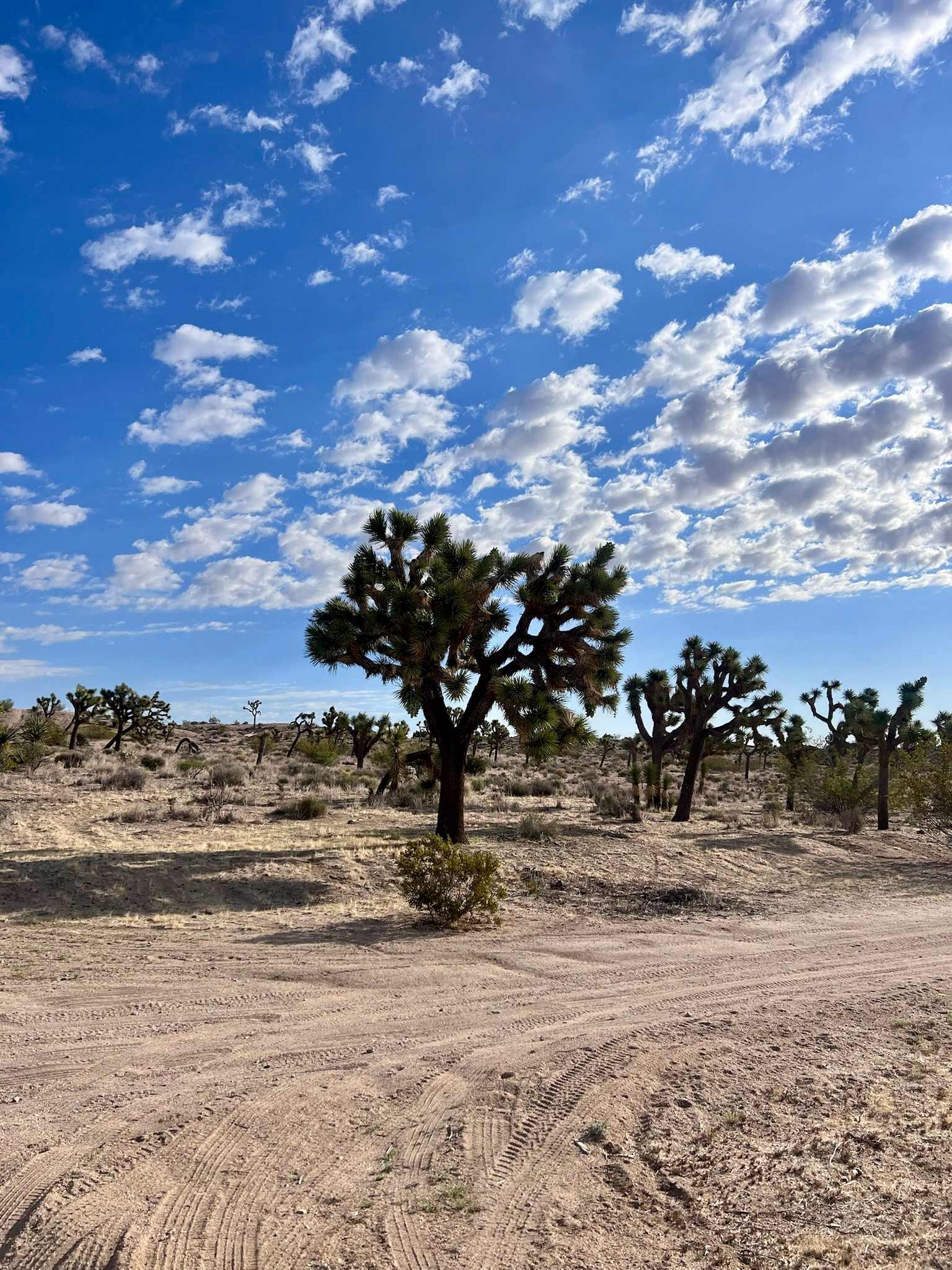 Serene! 15 min to Joshua Natl Park