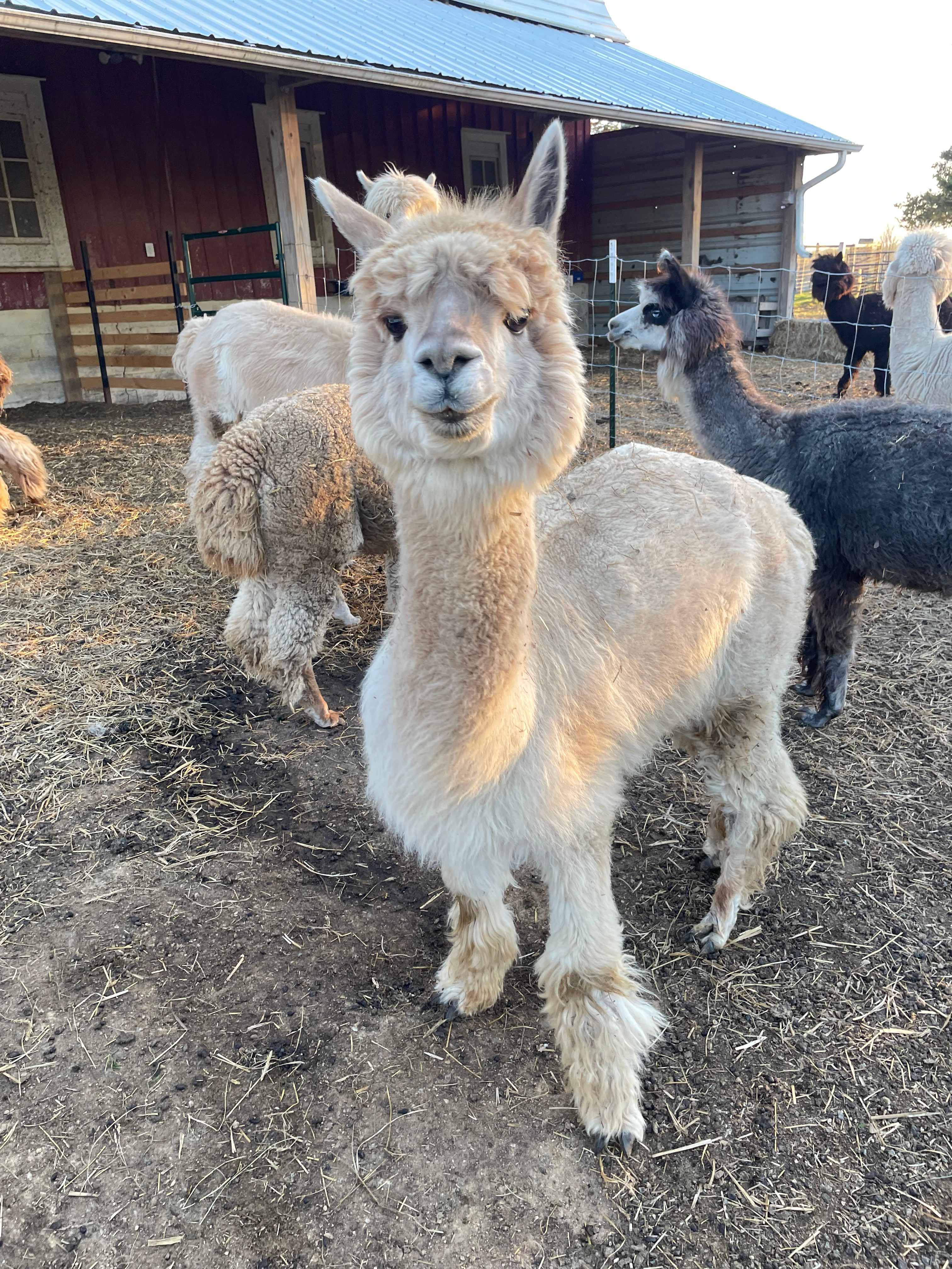 Evergreen Oasis Farm