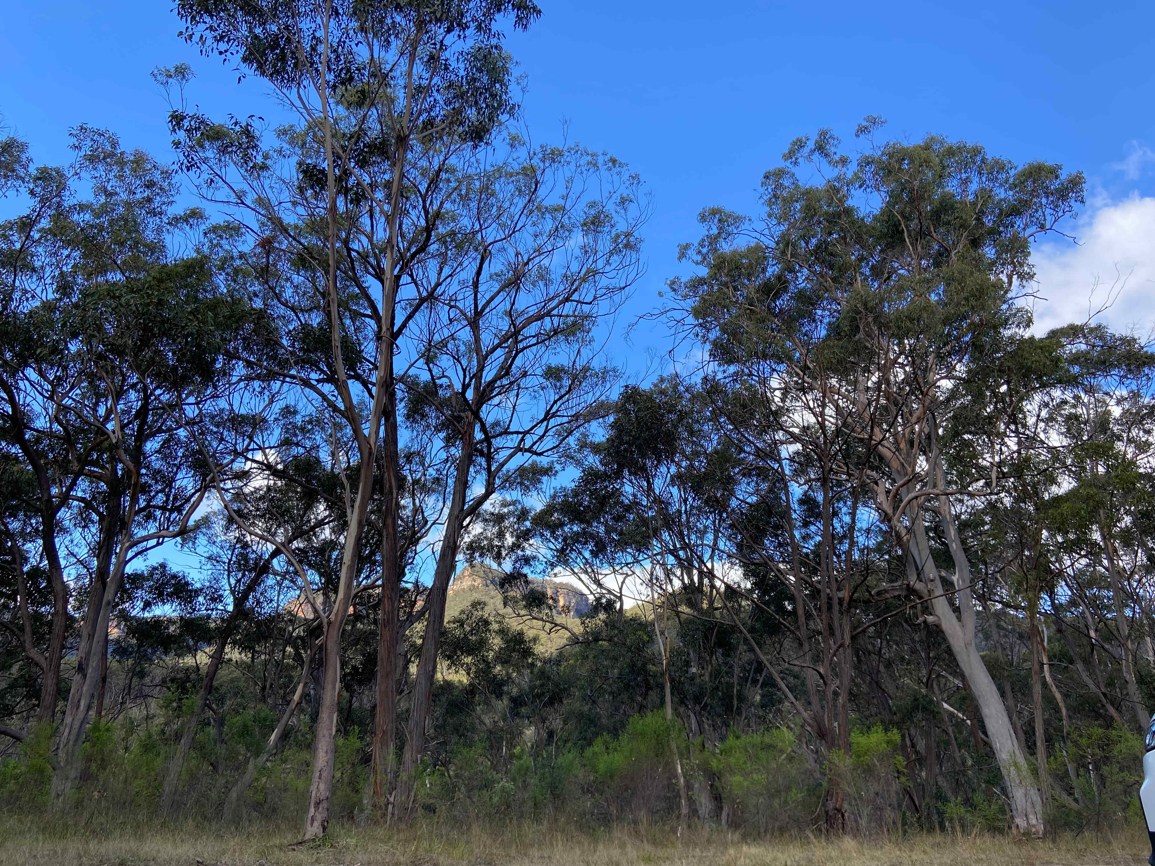 View from Rice Flower Camp