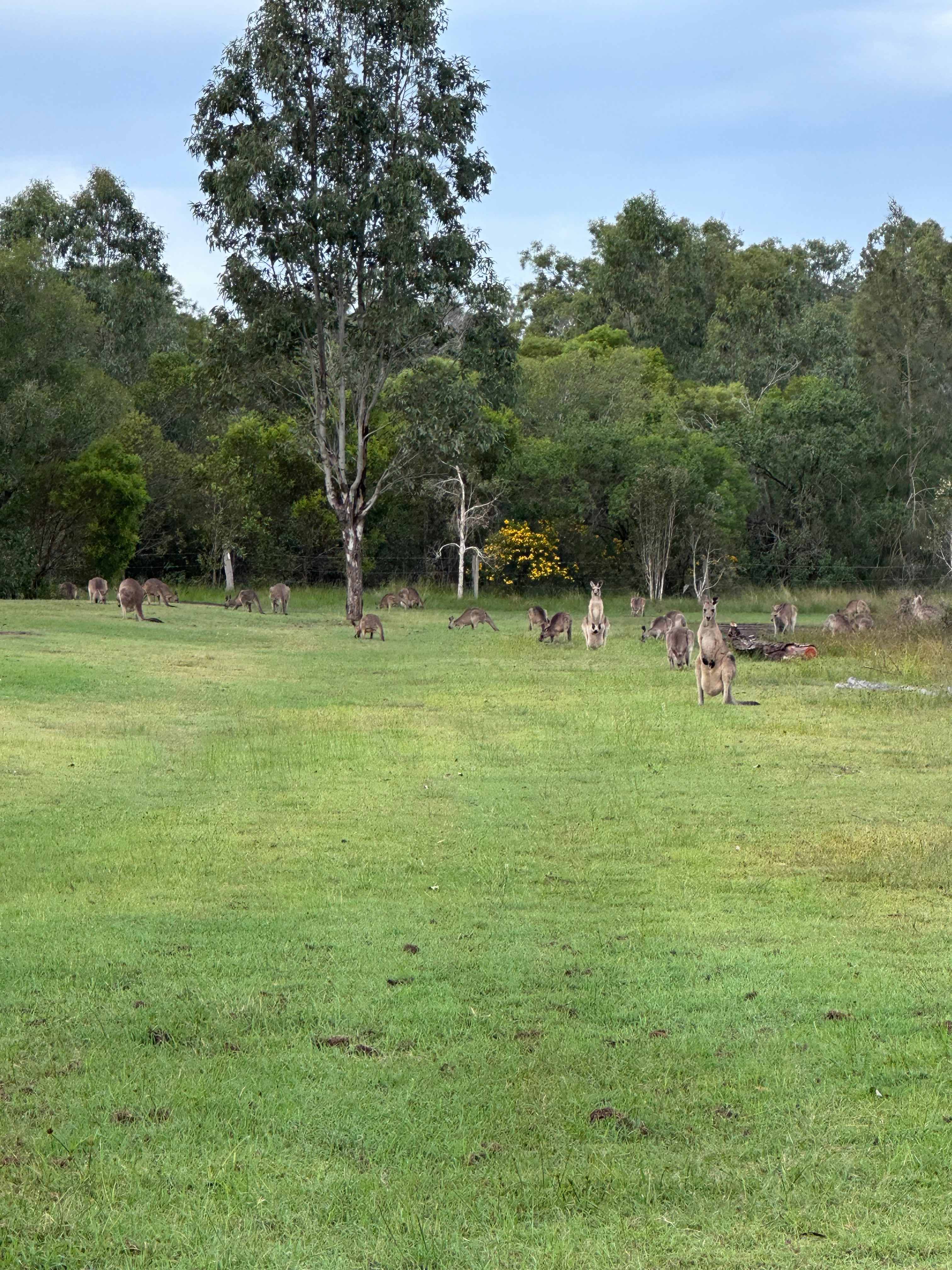 Baffle Creek Camping  Midskinrick