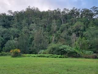 Figtree Farm at Findon Creek