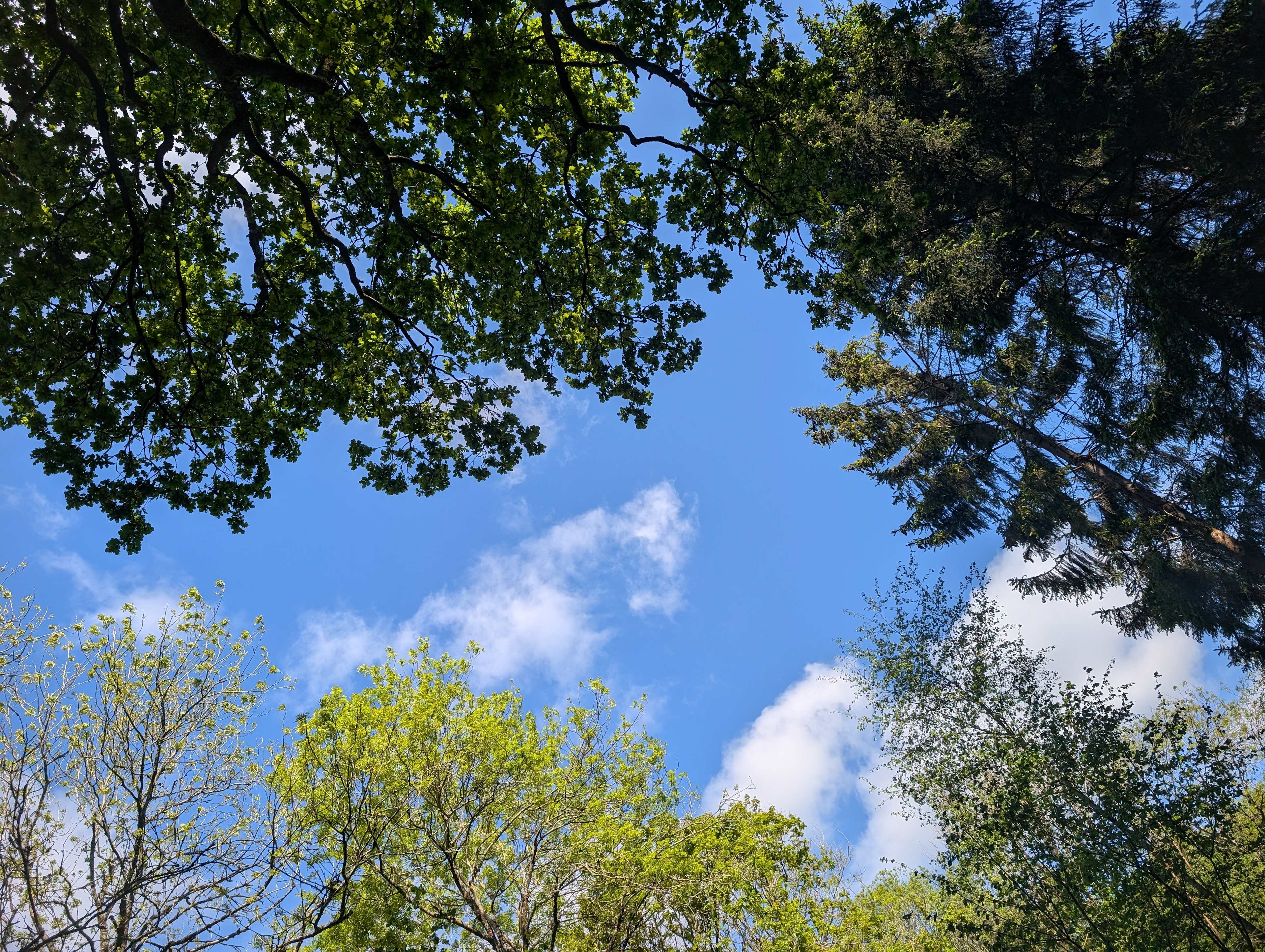Bridgewood Camping - Woodland camps
