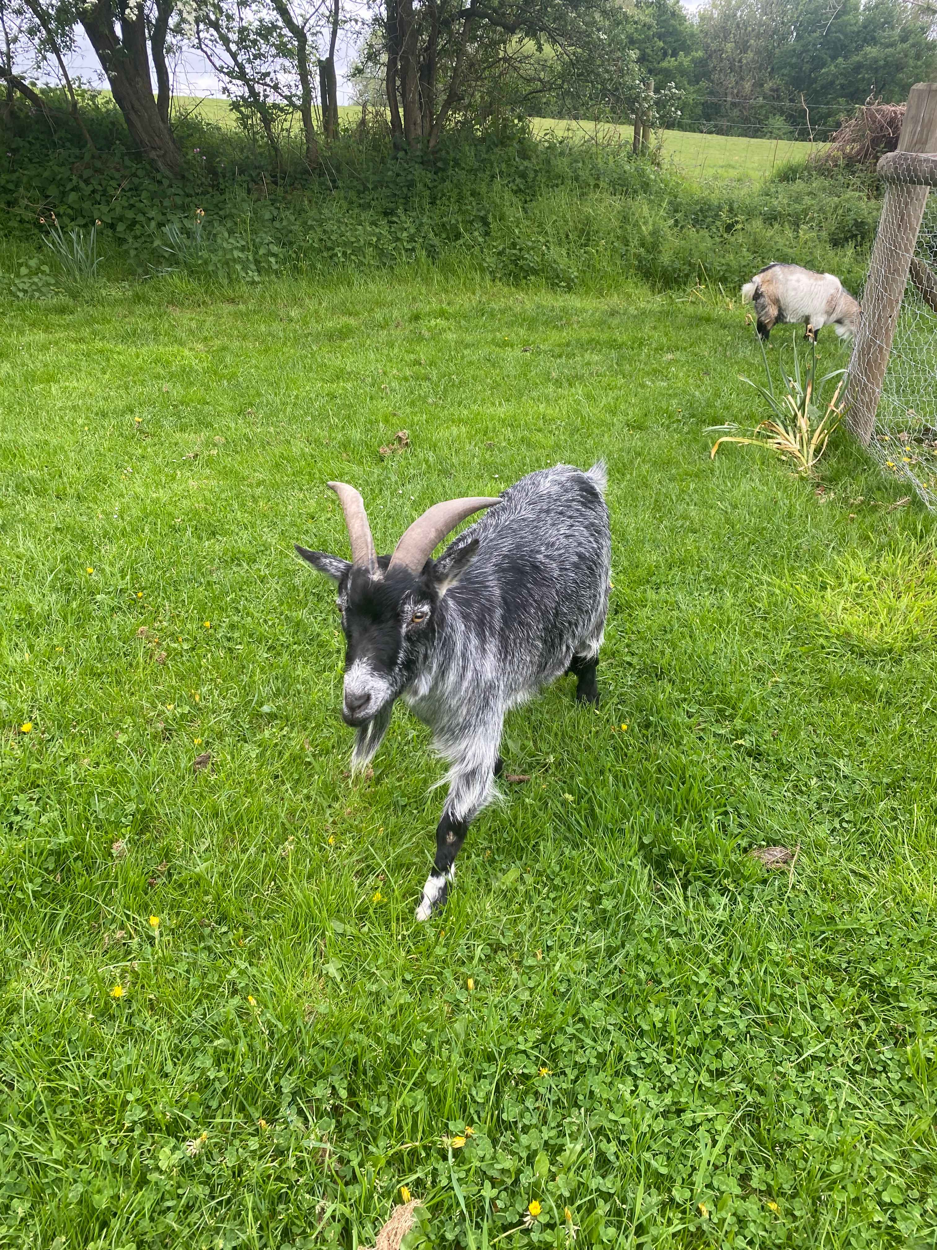 The famous goats! Be sure to take them for a walk.