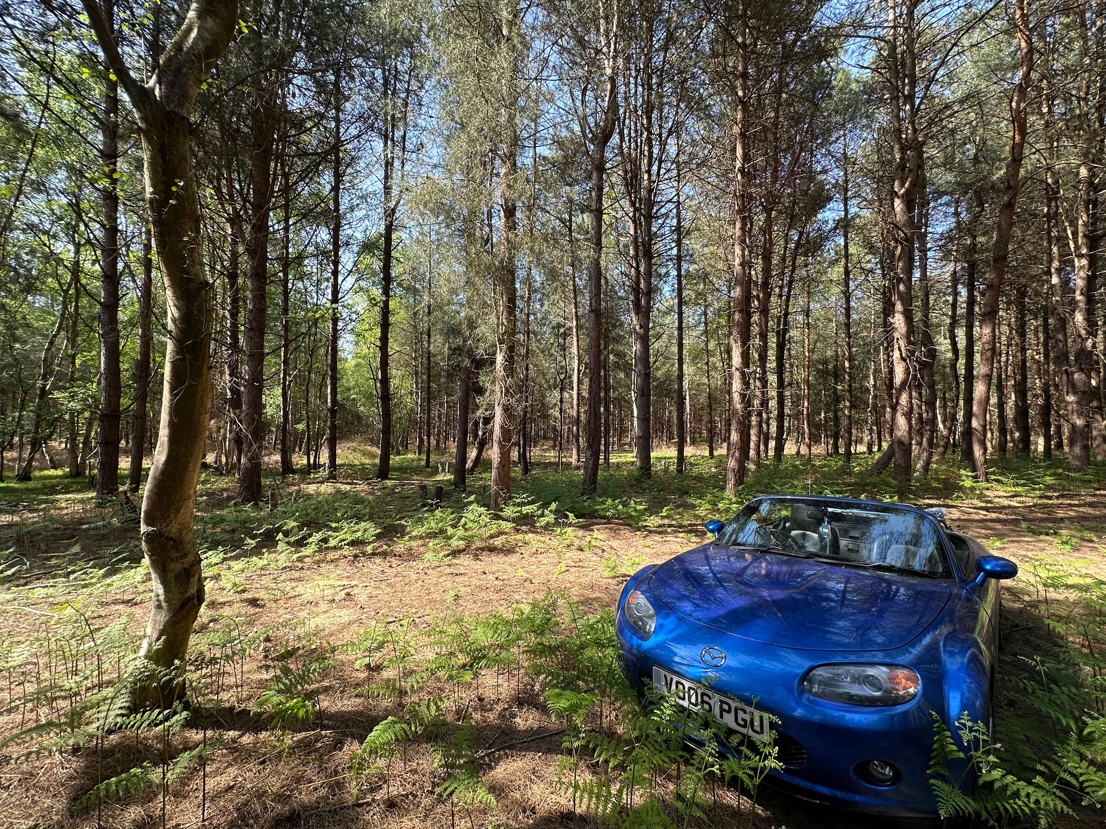Holistic Woods Campsite WILD
