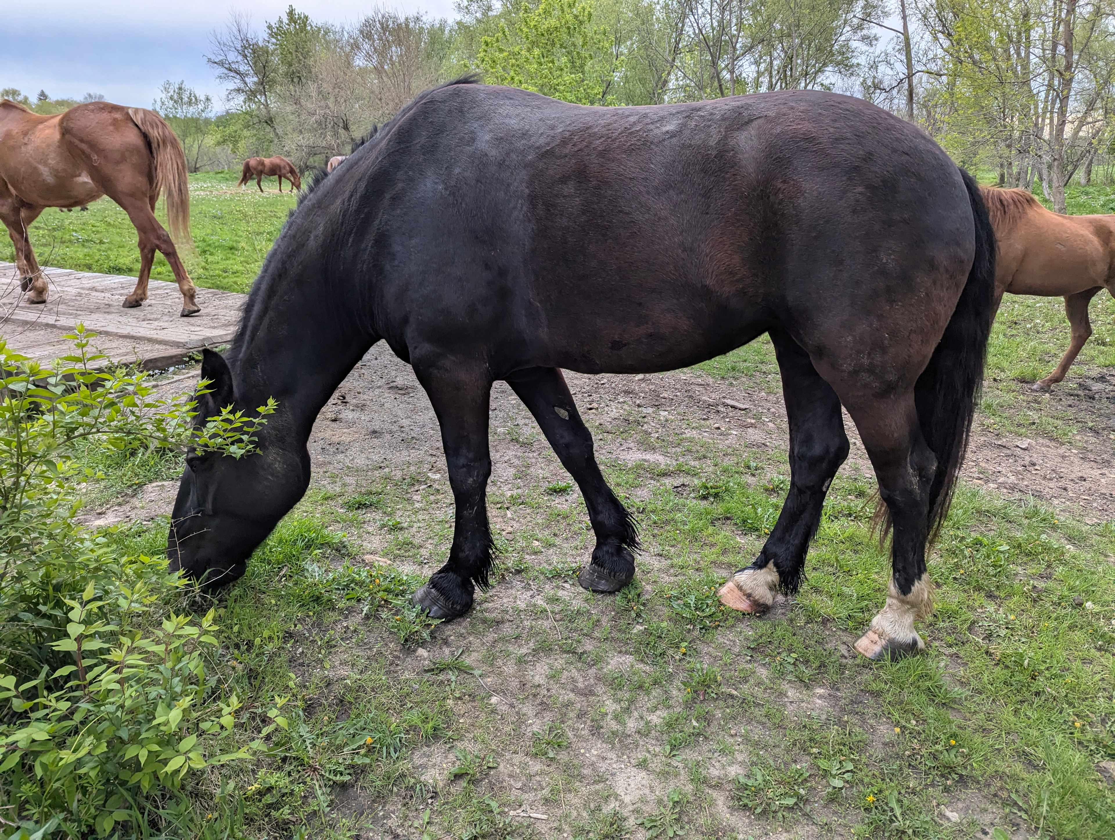 Millbrook Trail Rides