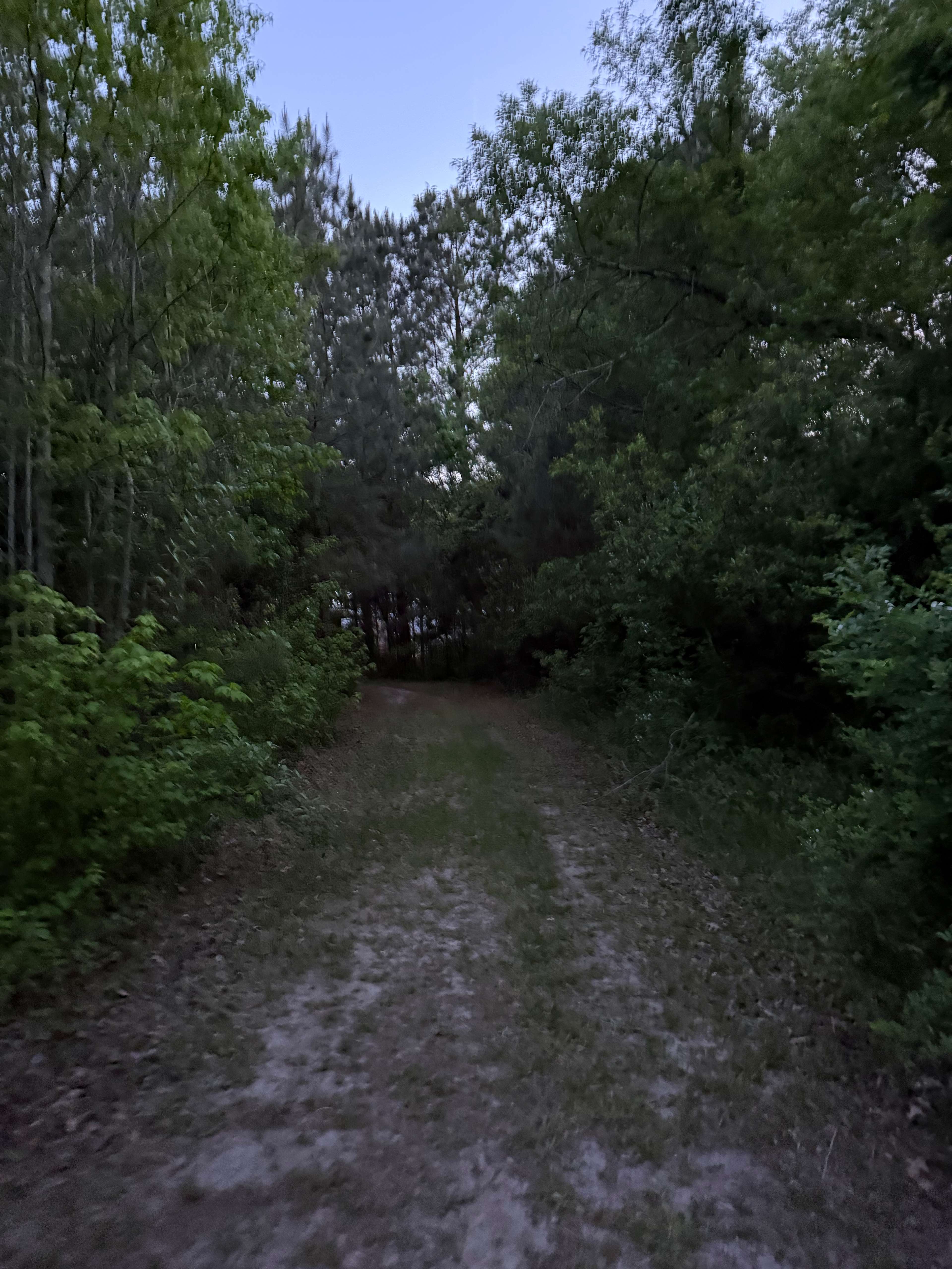 Shine & Rise Magic Food Forest