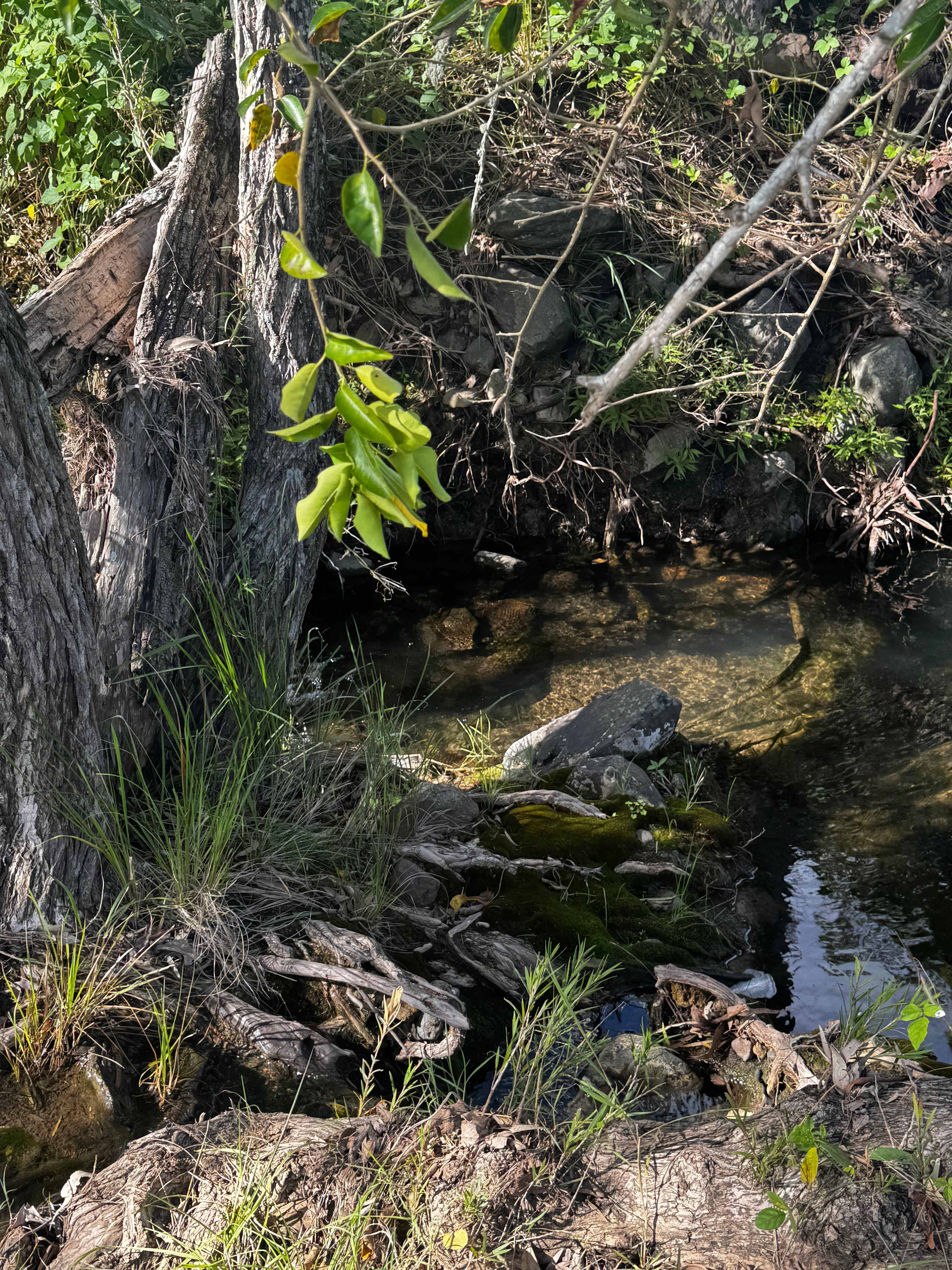 The creek was pretty. 
