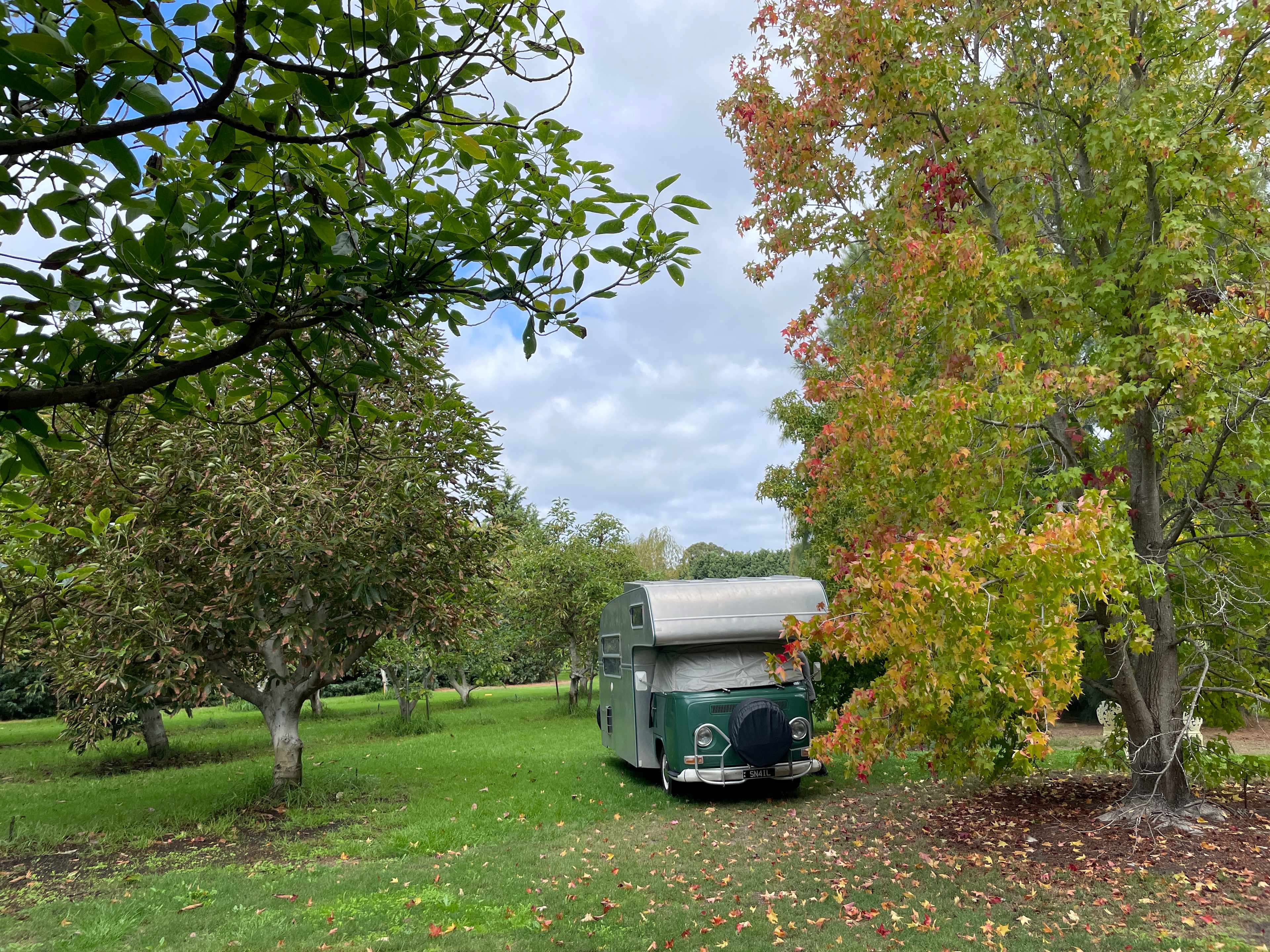 Sanjari Estate Avocado Grove