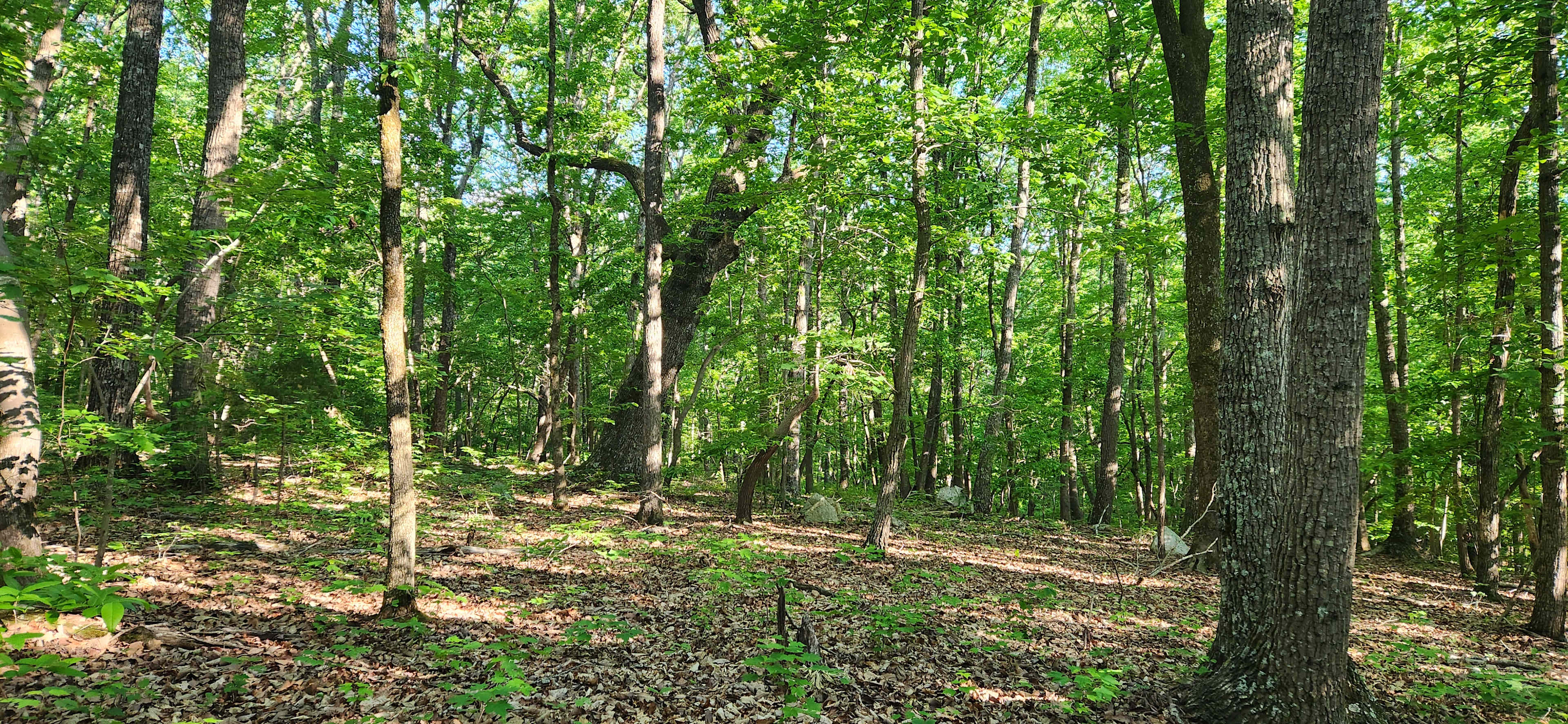 Parkers' Glen