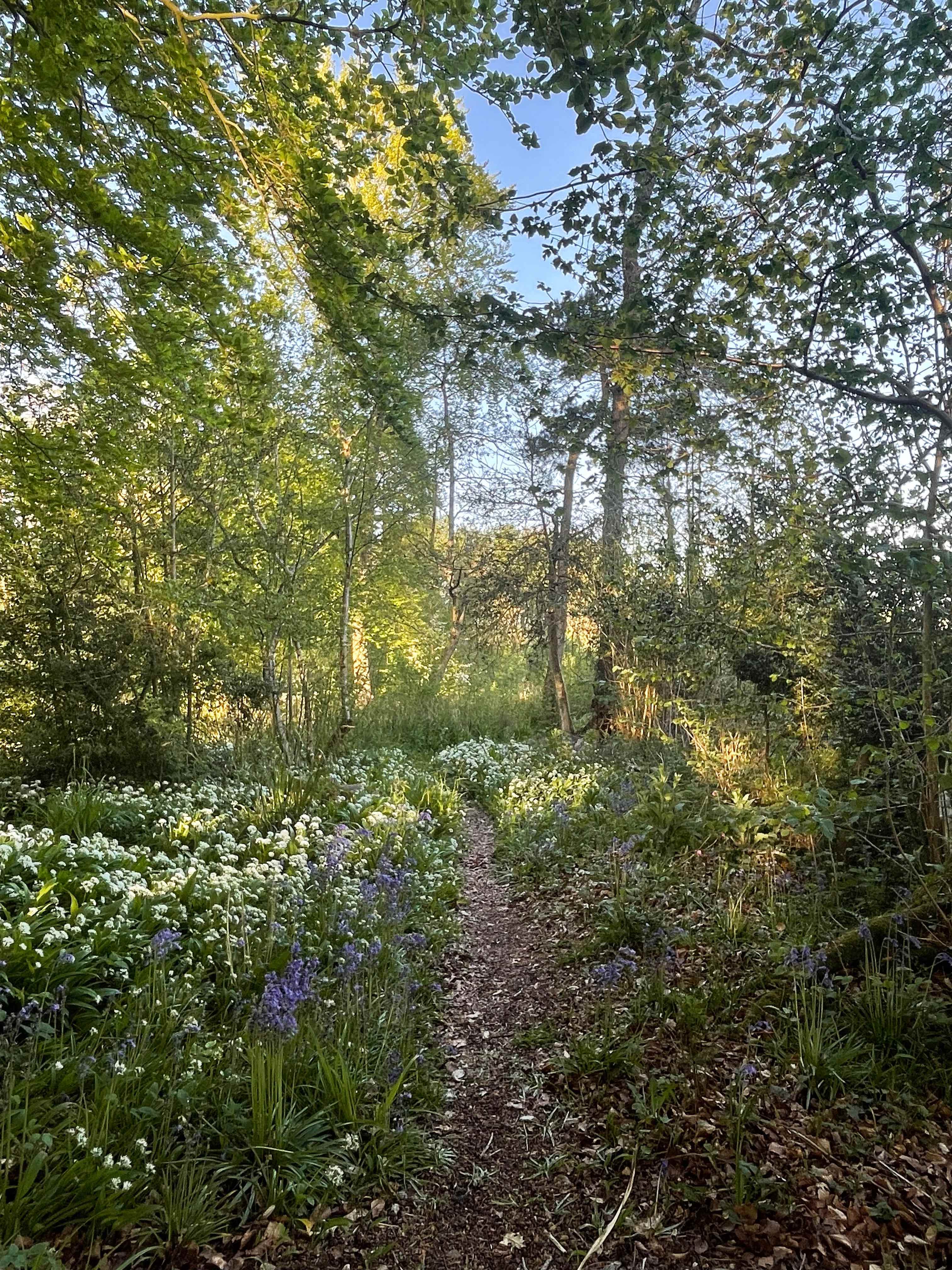 Wytch Wood Camping