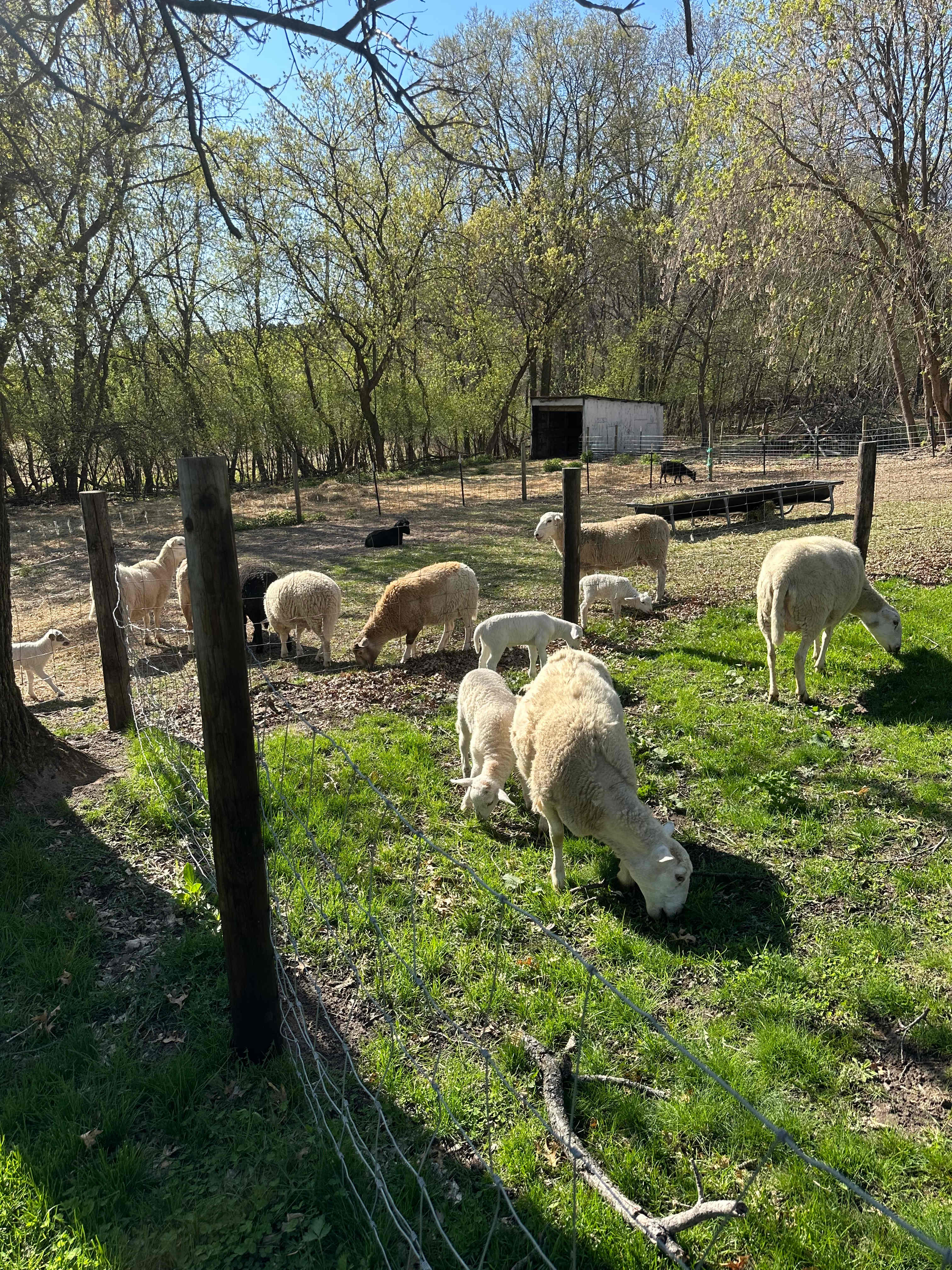 Alpha and Omega Pizza Farm