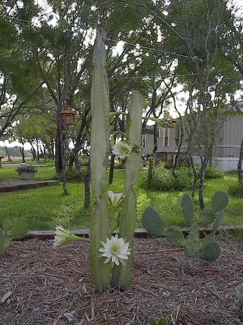 Cactus Country RV Park