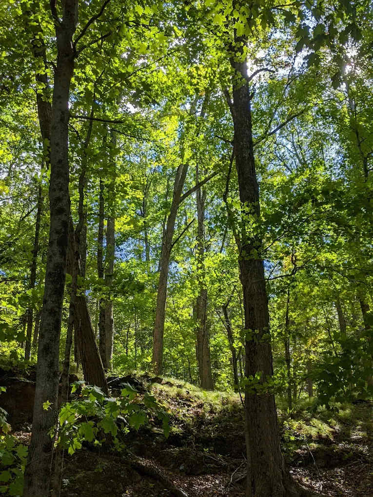 Wilcox Memorial Park