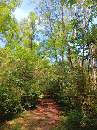 Mill Creek Camping Area