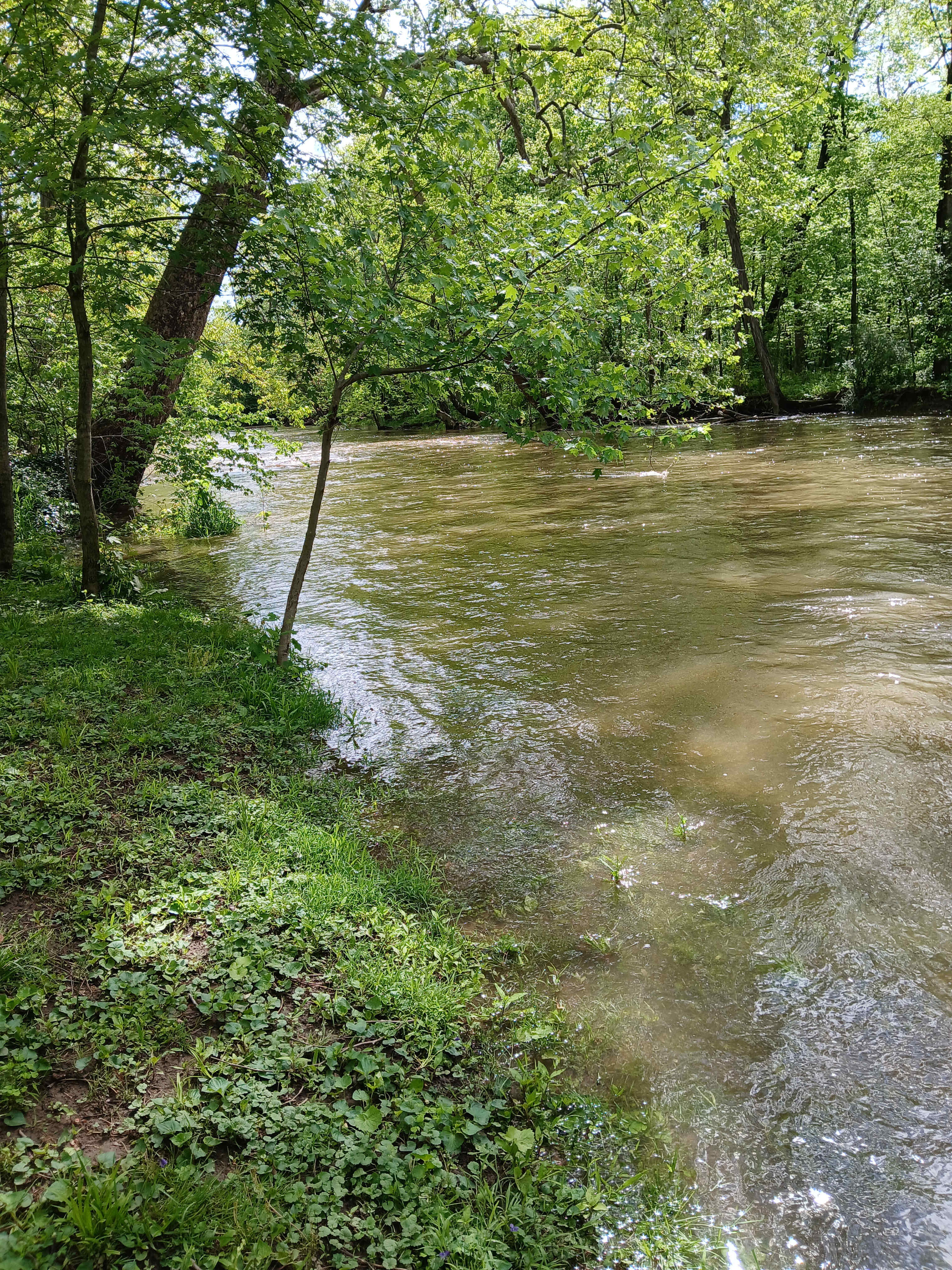 Shelly's Woods