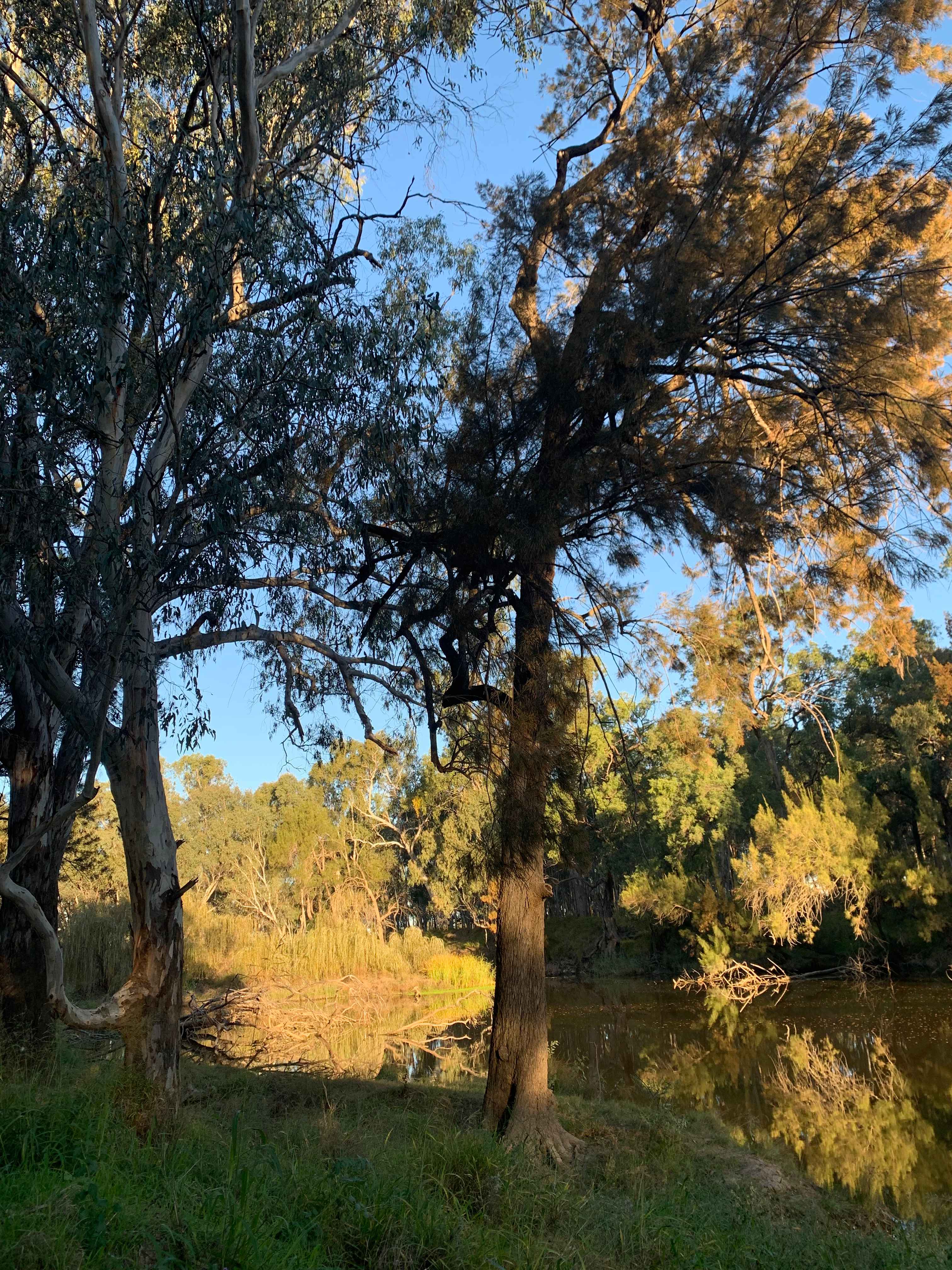 Bushland Hideaway on the River