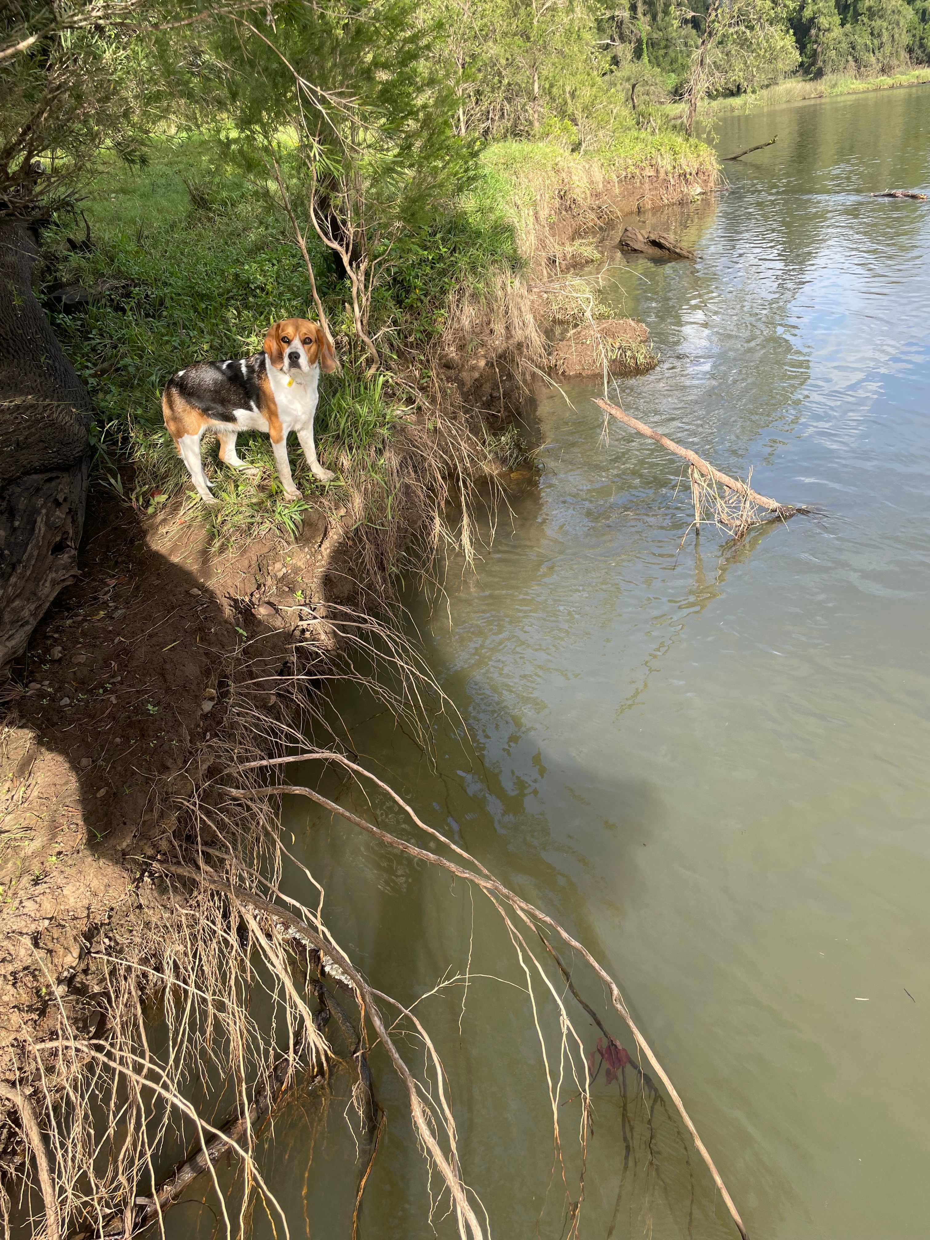Looking for platypus 