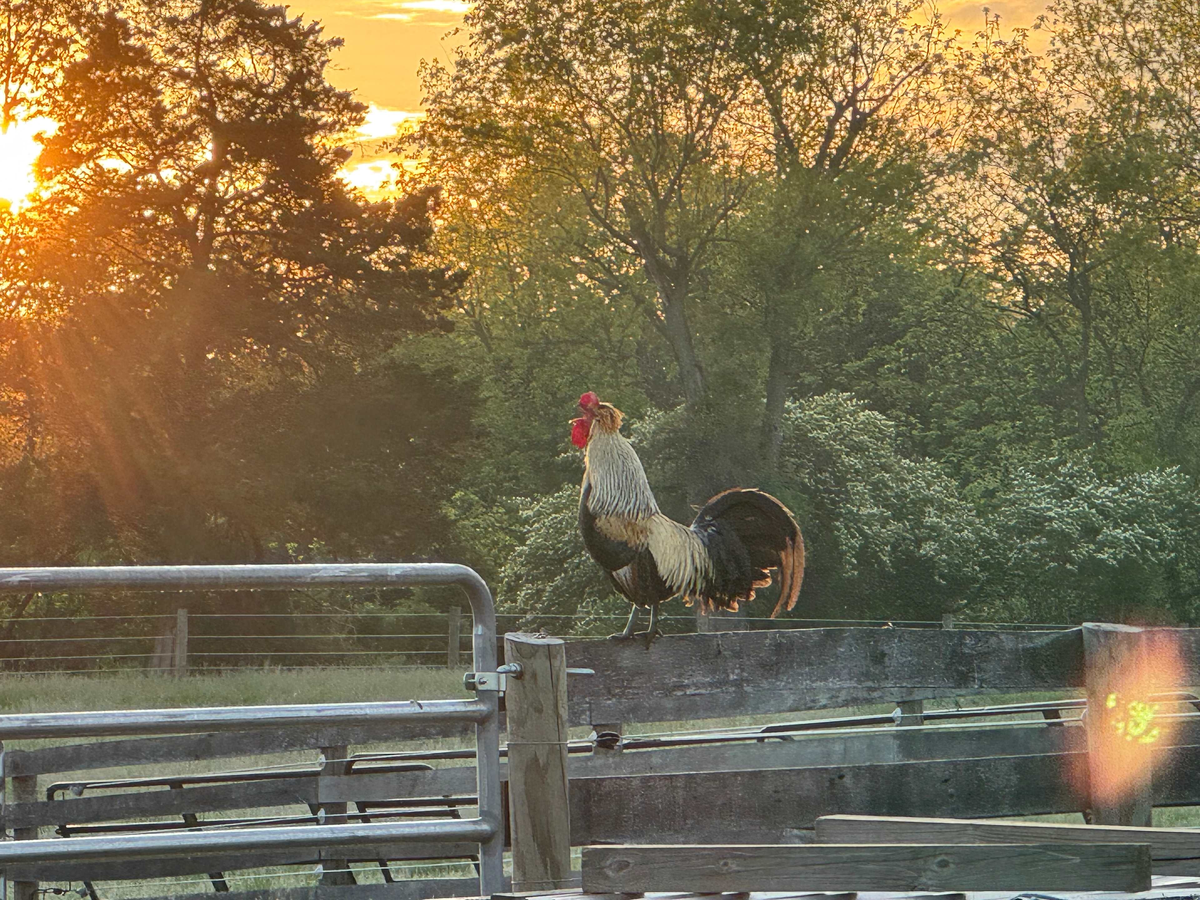 Old Soul Farm