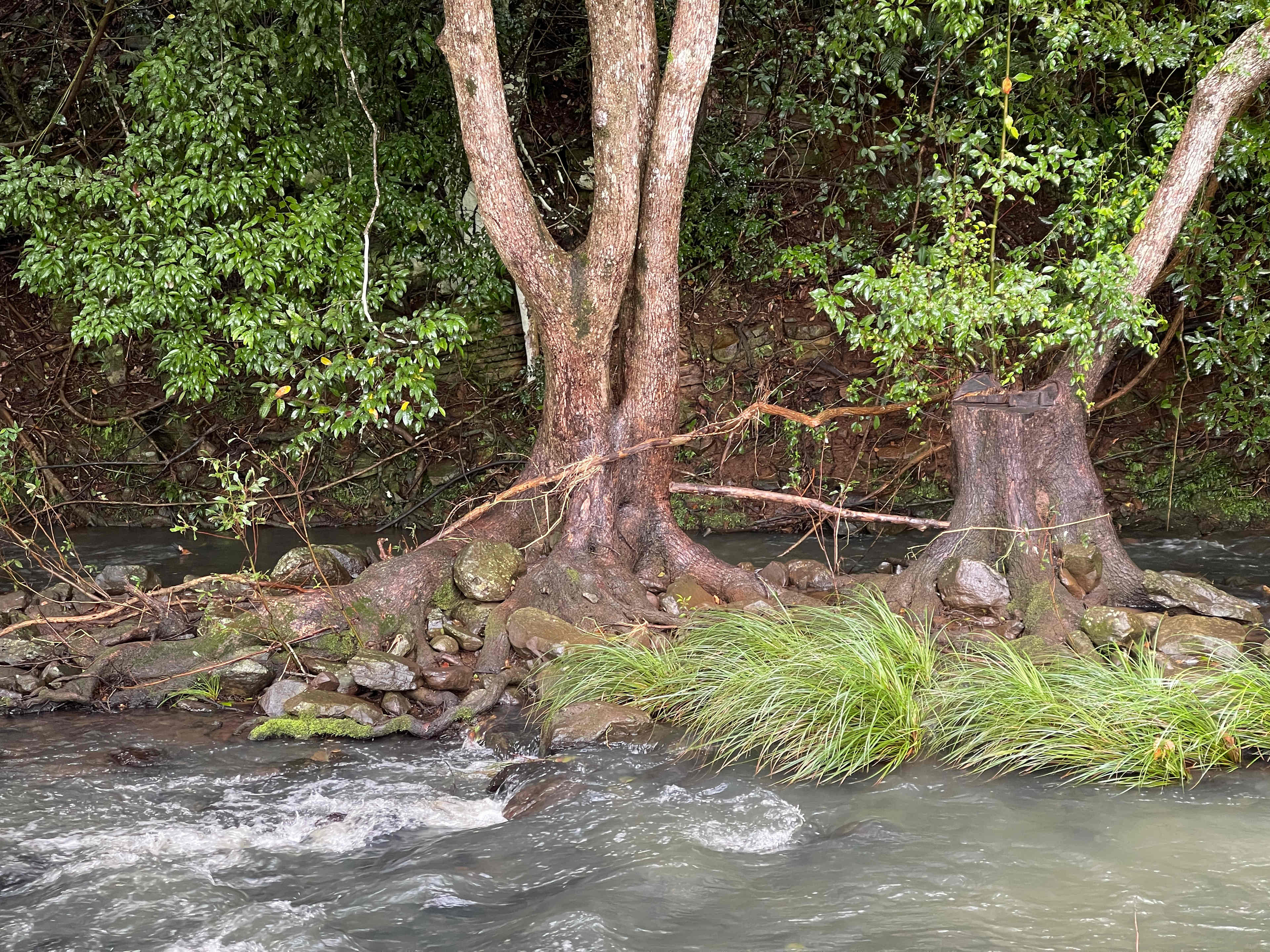 Eltham Valley Macadamia Farm