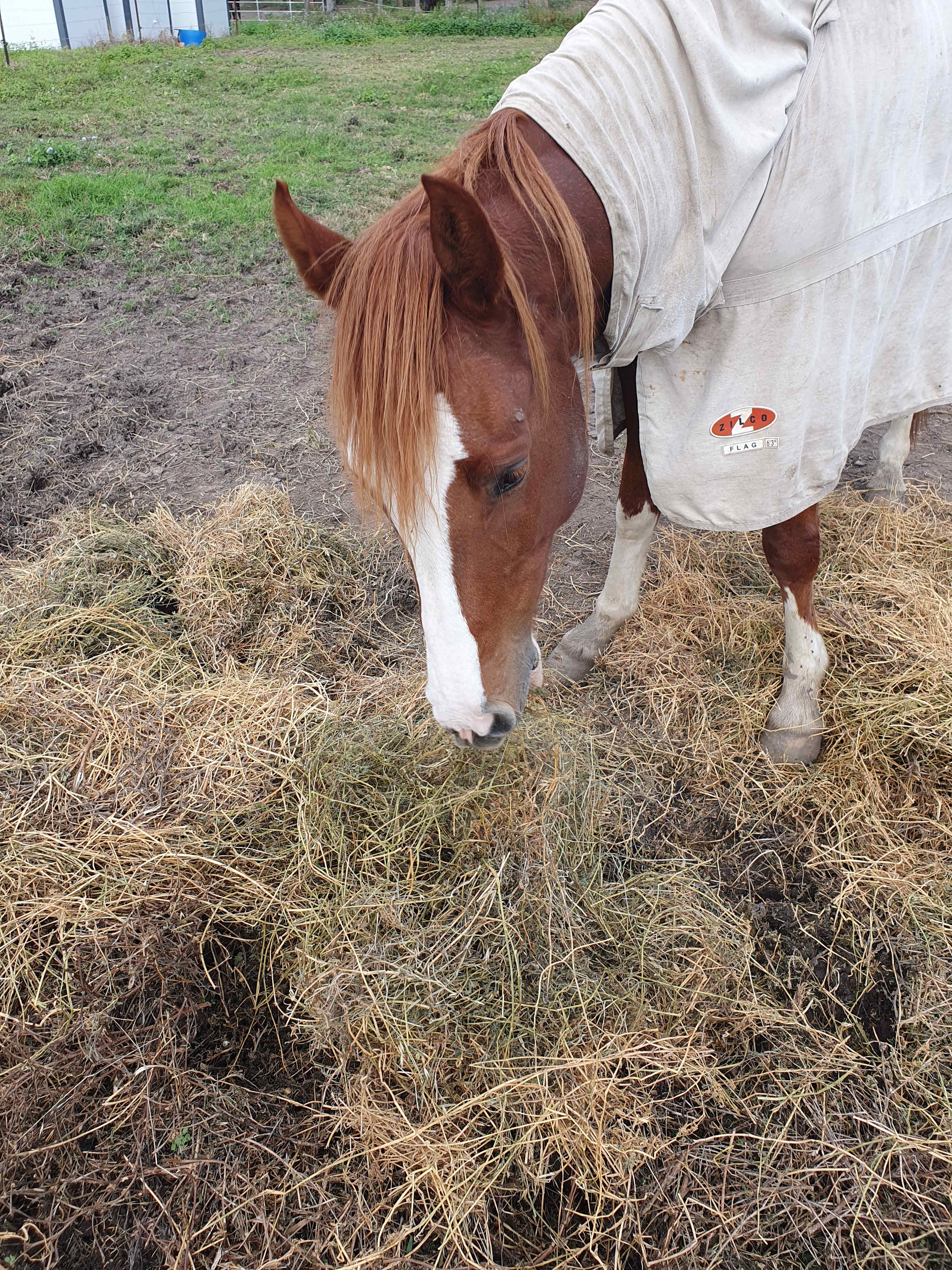 Warrego Warmblood Stud