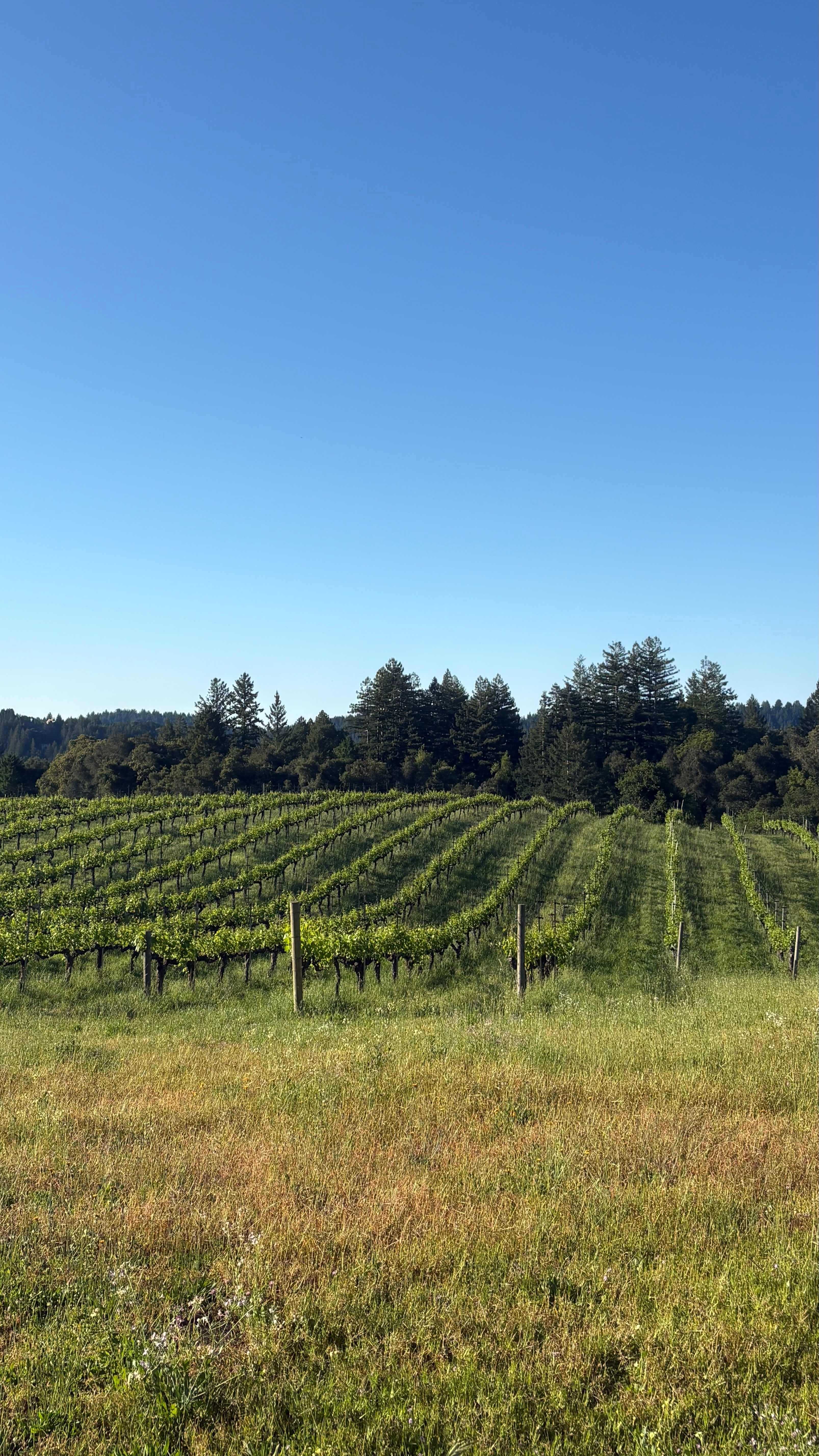 Hilltop Vineyard Dome Glamping