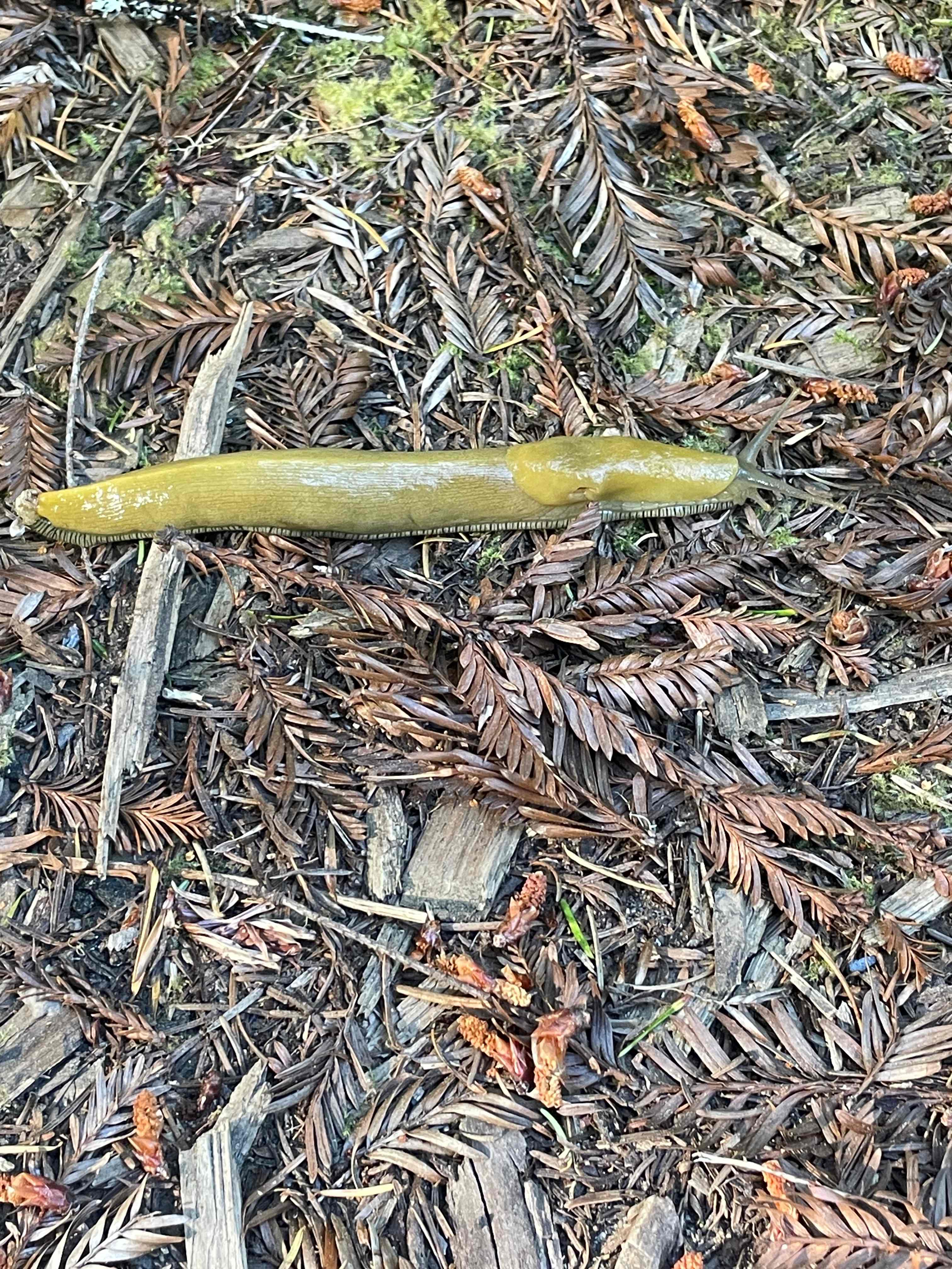 Healthy banana slug 