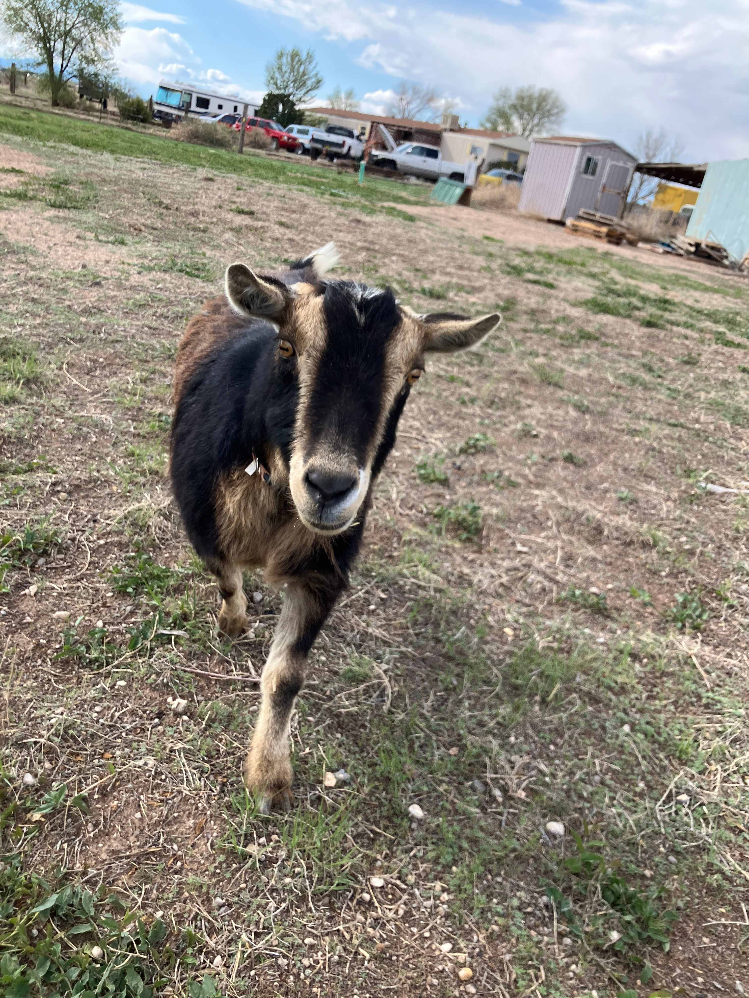 Peace Farms 420&PET✅