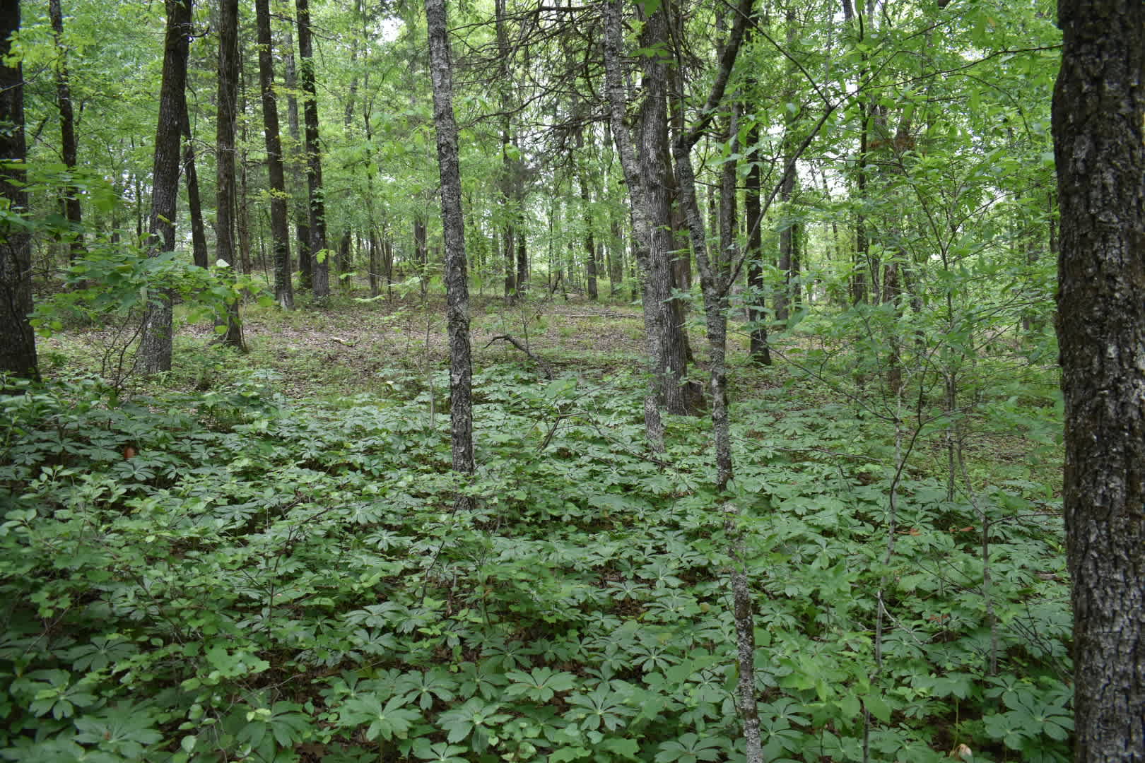 Pinnacle Springs Recreational Park