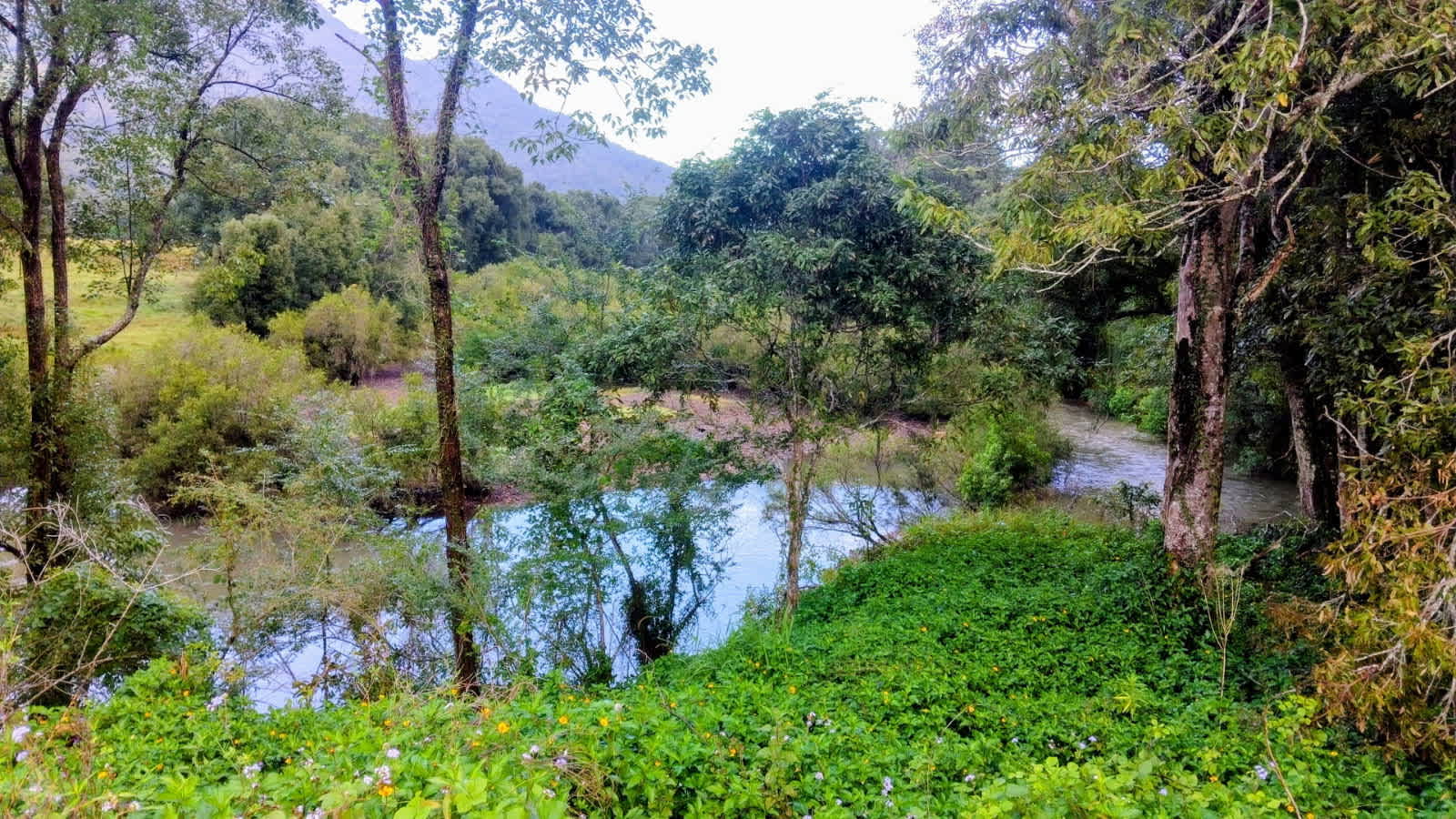 Oxley View