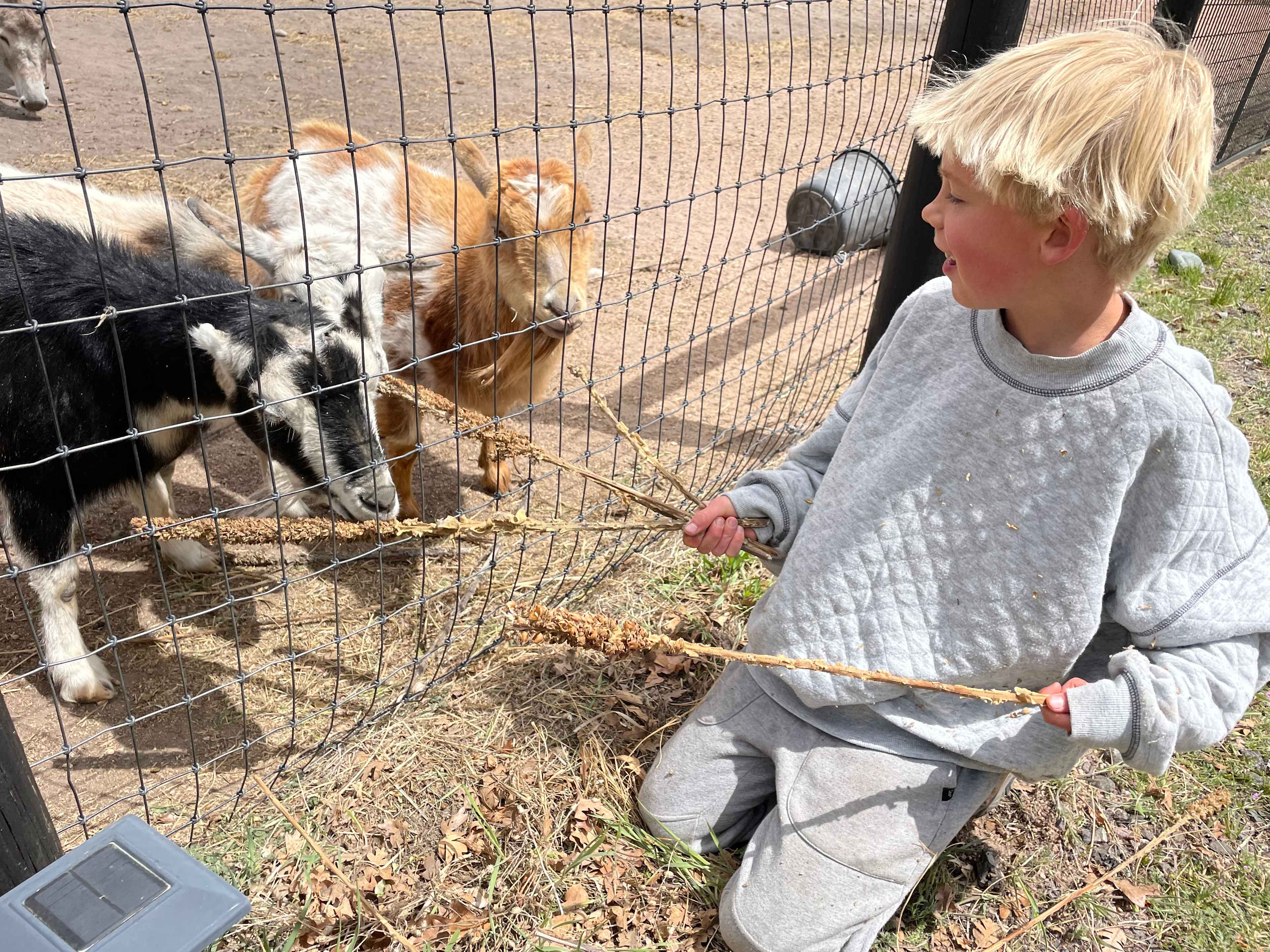 Feeding weeds to the goats