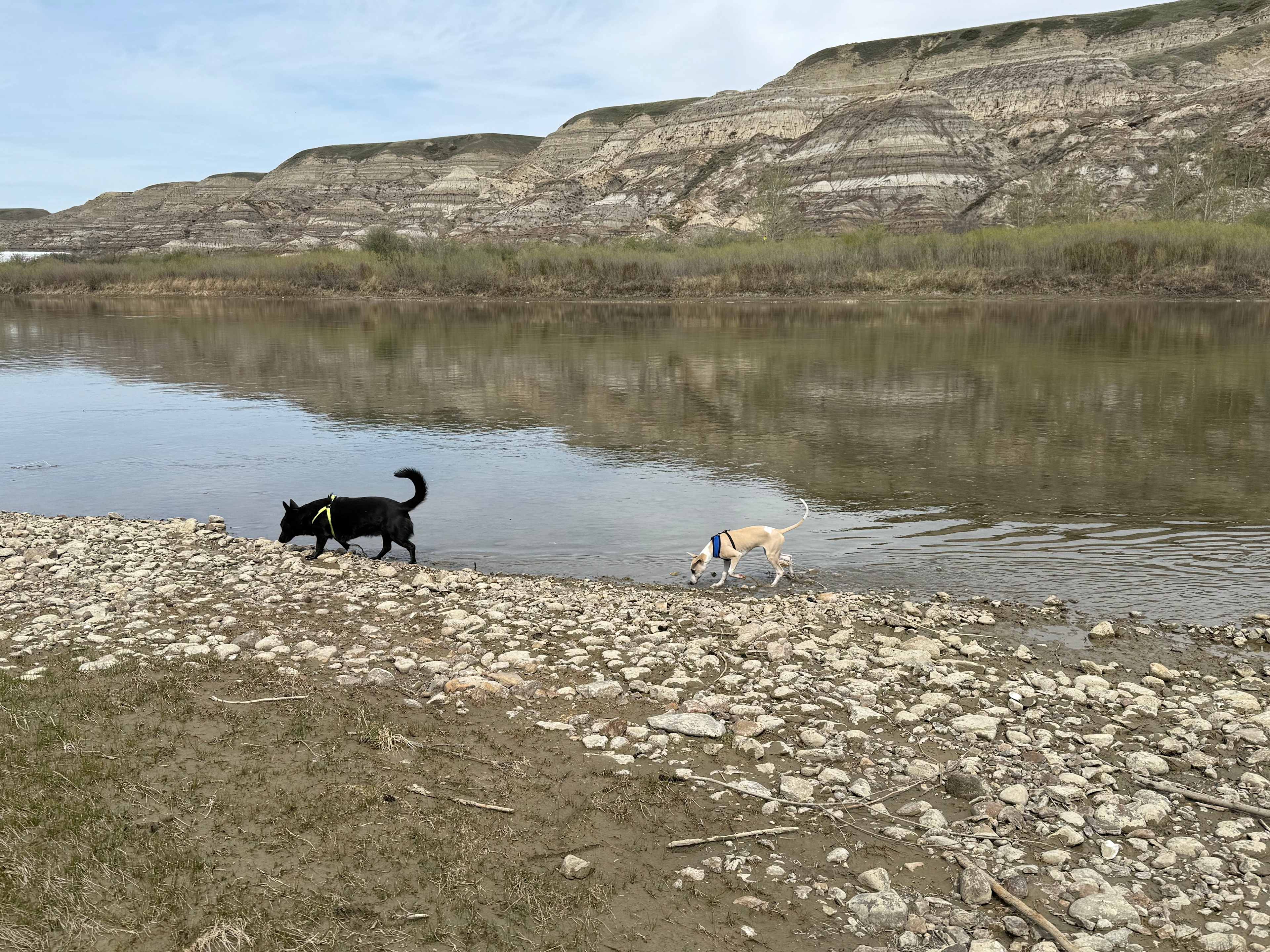 Water was low, so it was a little muddy. The dogs didn’t care! 