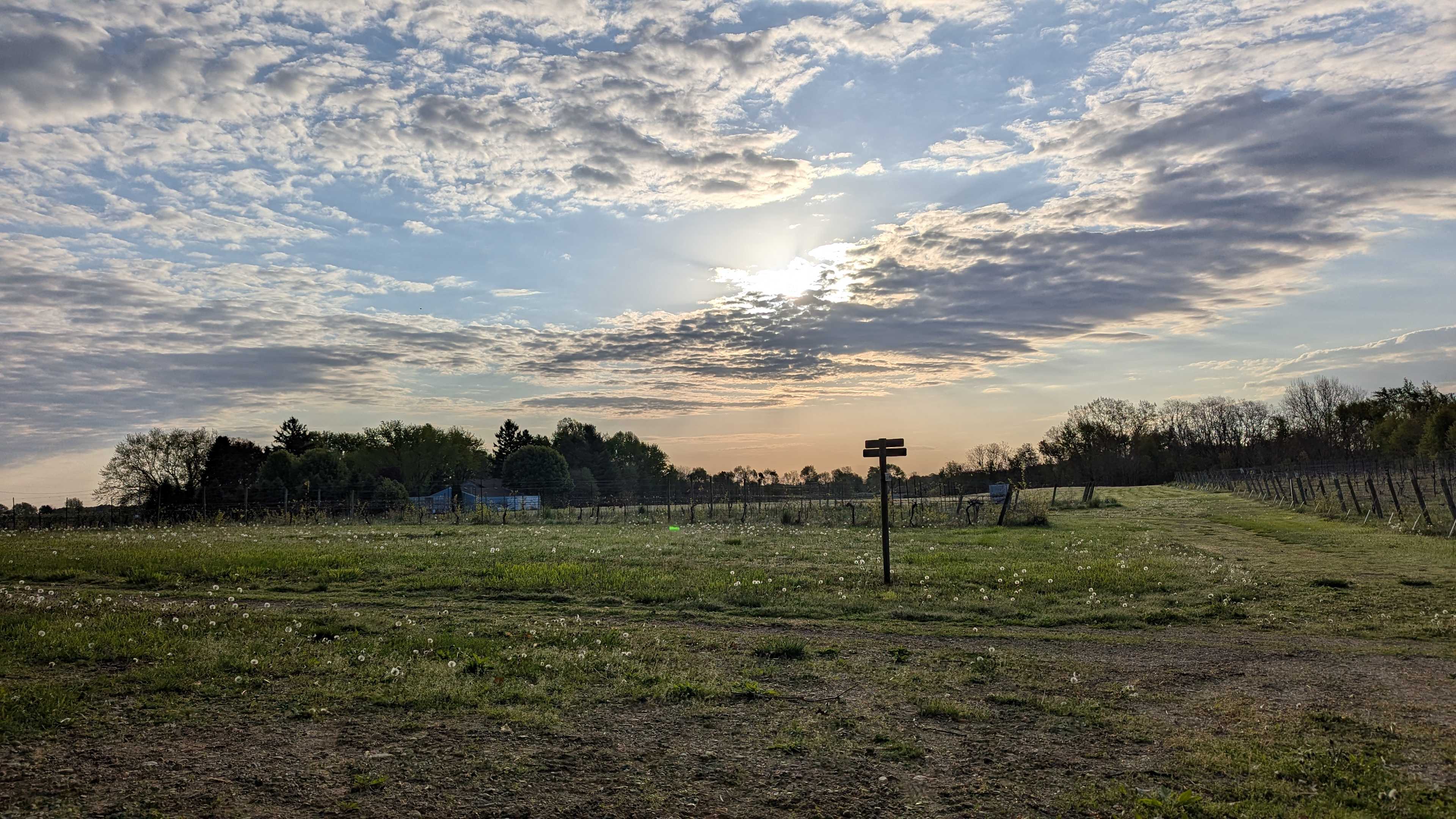 Sunrise over the vineyard.